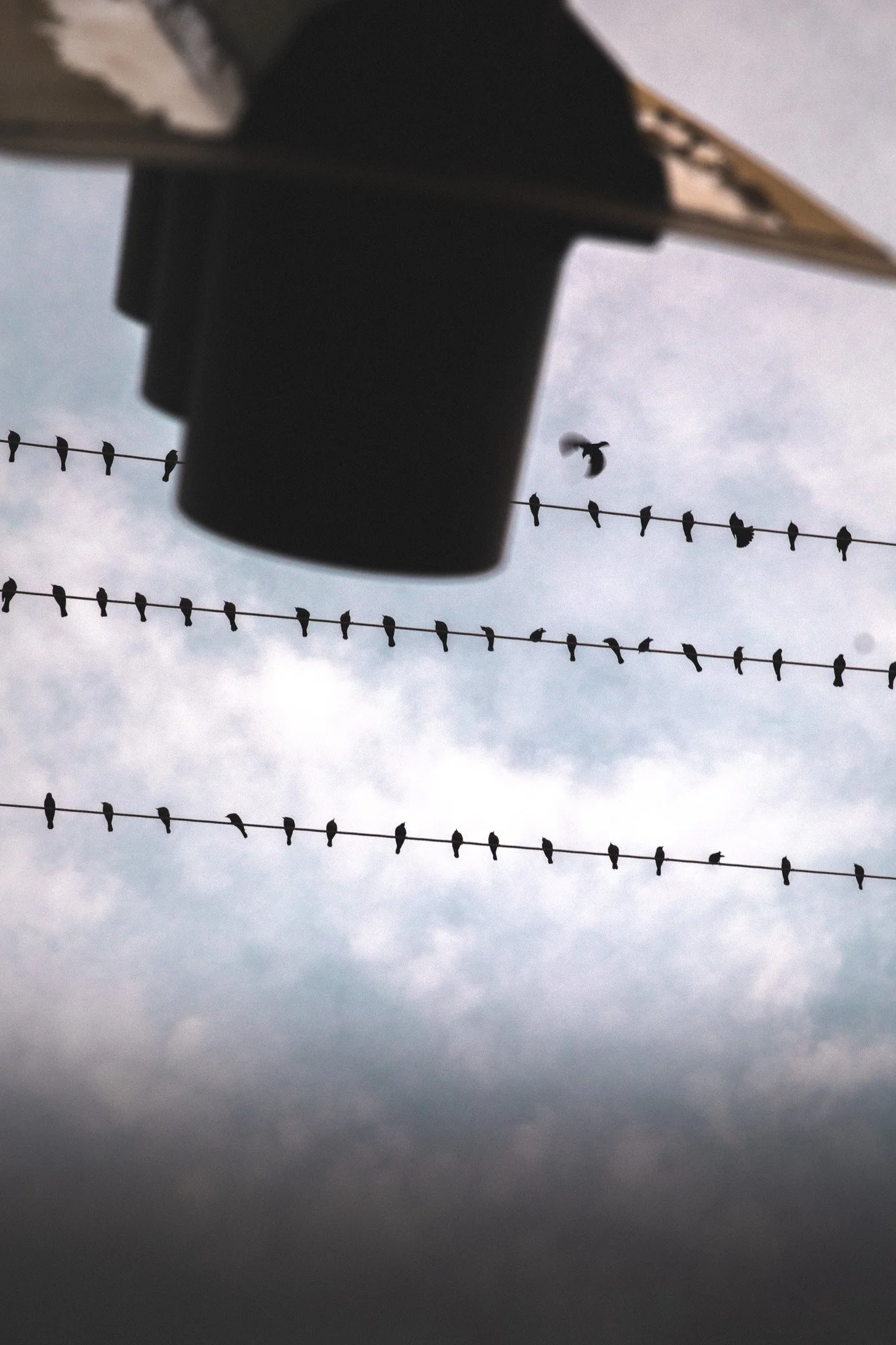 Photograph of birds sitting on power lines against a cloudy sky, with the silhouette of a large dark structure in the foreground.