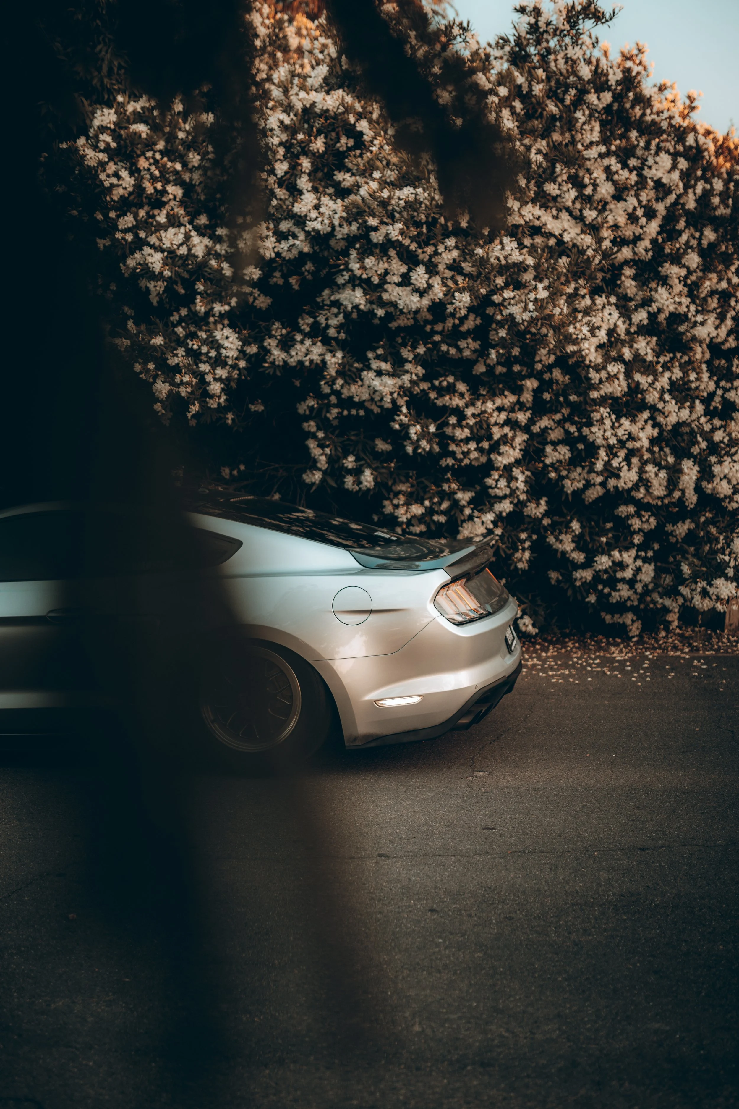 A silver car parked on the side of the road with a large bush of white flowers behind it, and the sky visible in the background.