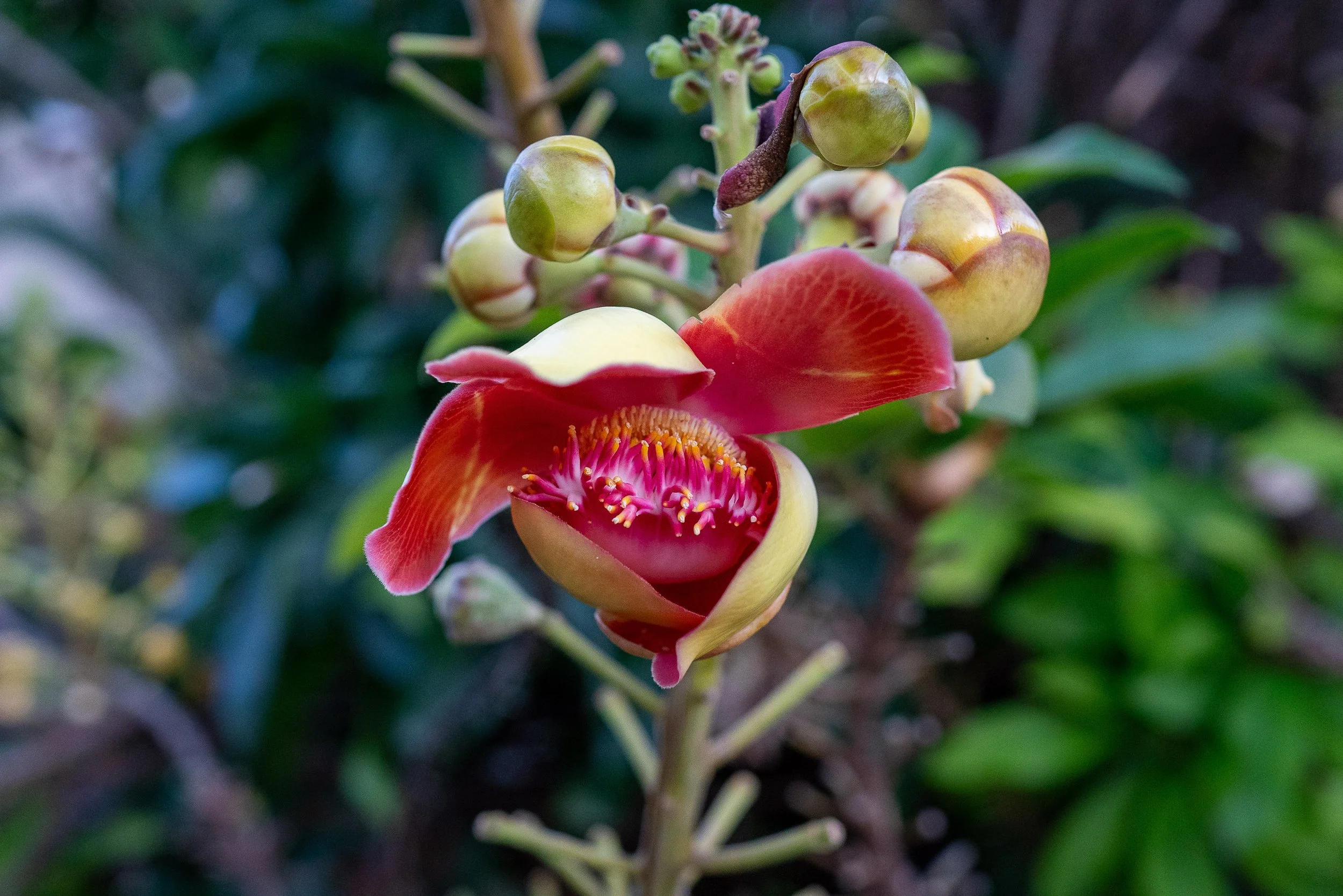 Close-up of a blooming flower with pink and yellow petals and surrounding buds on a green plant. This is located in St. Vincent and the Grenadines Botanical Gardens