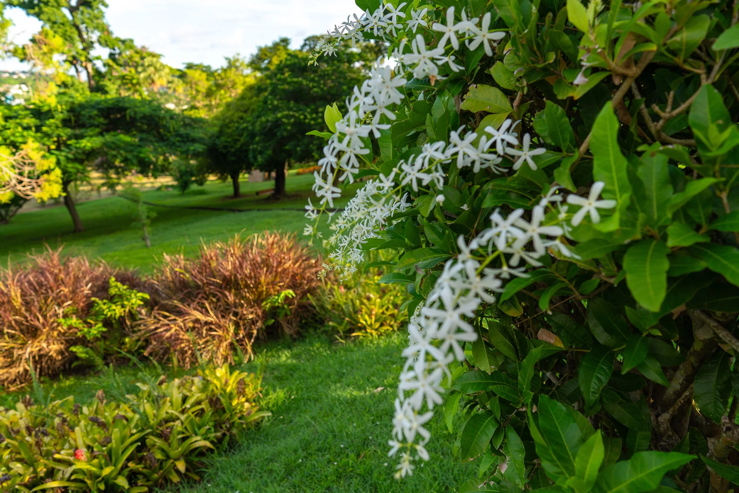 White flower cluster and lush green foliage in a well-maintained park with trees and grass in the background. This is located in St. Vincent and the Grenadines Botanical Gardens