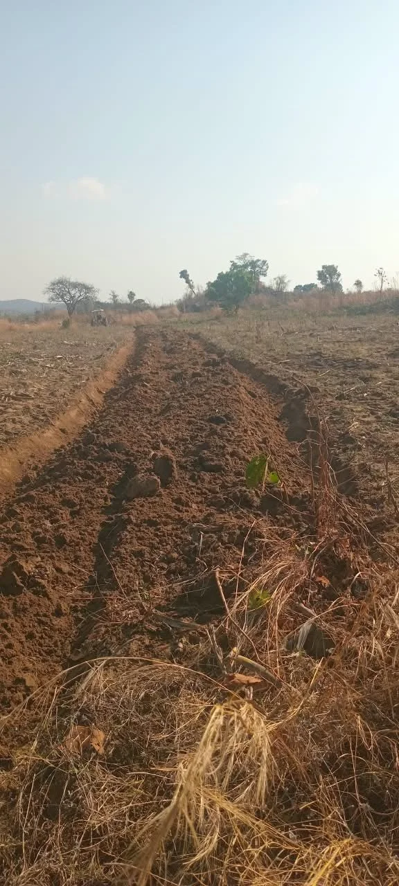 A dry, dirt road in an open field with a few scattered trees and sparse vegetation under a clear sky.