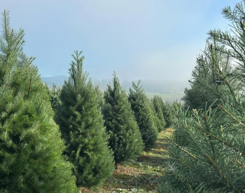 Rows of green Christmas trees in a tree farm, with some fog in the background under a cloudy sky.