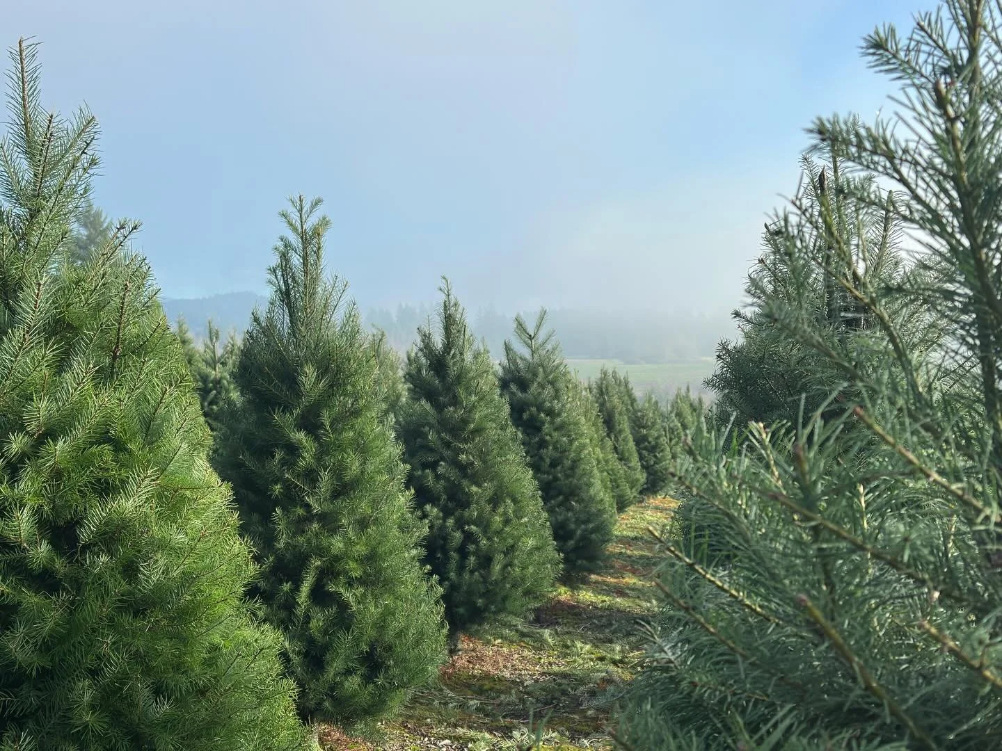 What a beautiful day to come visit your local Christmas tree farm! We are open today and tomorrow from 9 to 4. Even if you already have your tree, come get a cup of hot cocoa with real whipped cream and sprinkles while you explore our unique gift sho