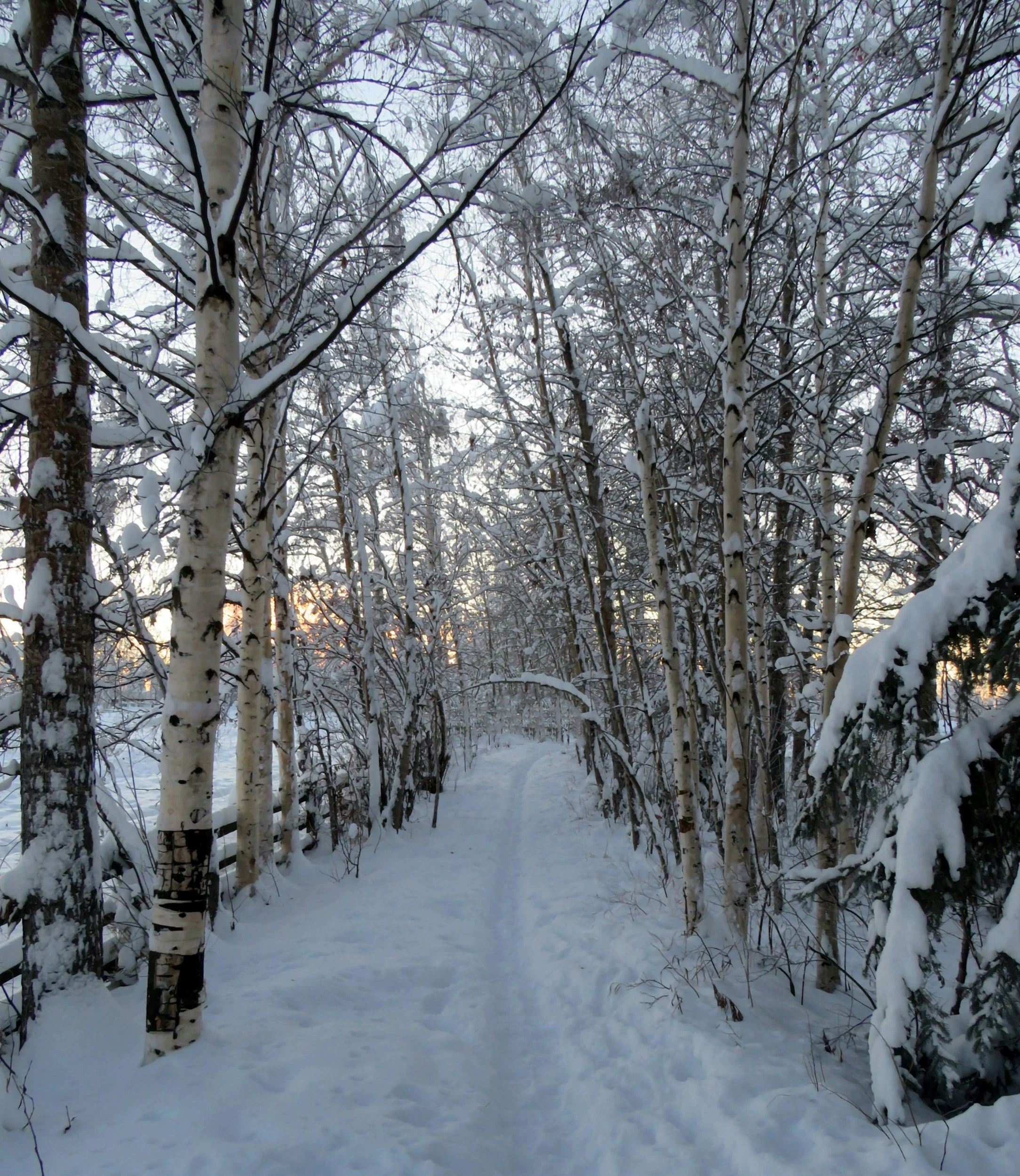 Snow-covered woodland path surrounded by winter trees.