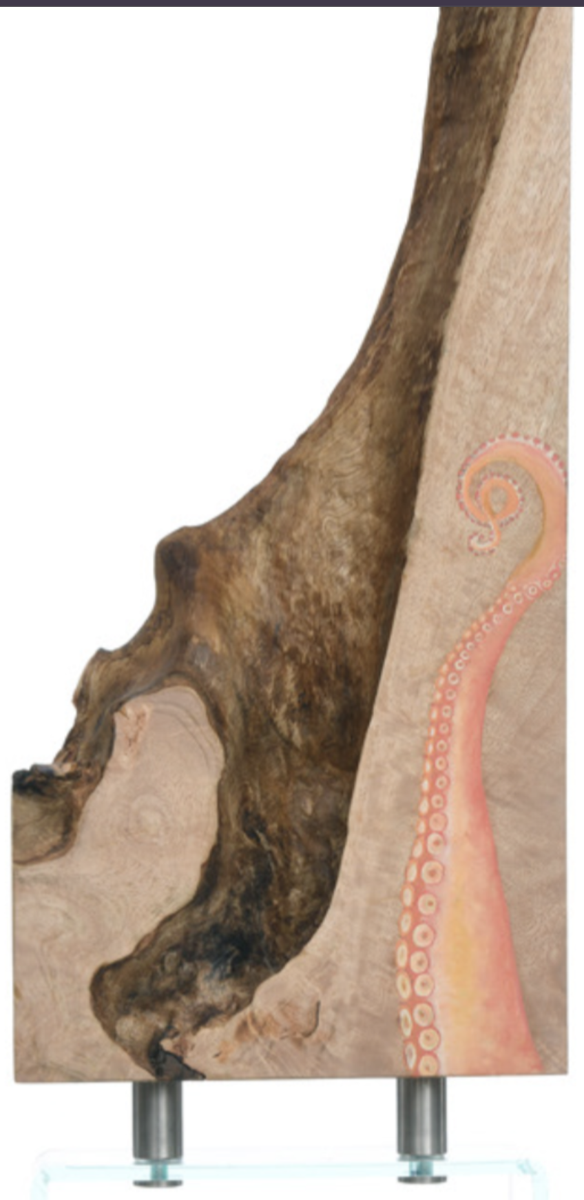 Cross-section of a tree trunk showing the natural wood grain on the left and a stylized, colorful diagram of a spiral shell on the right.
