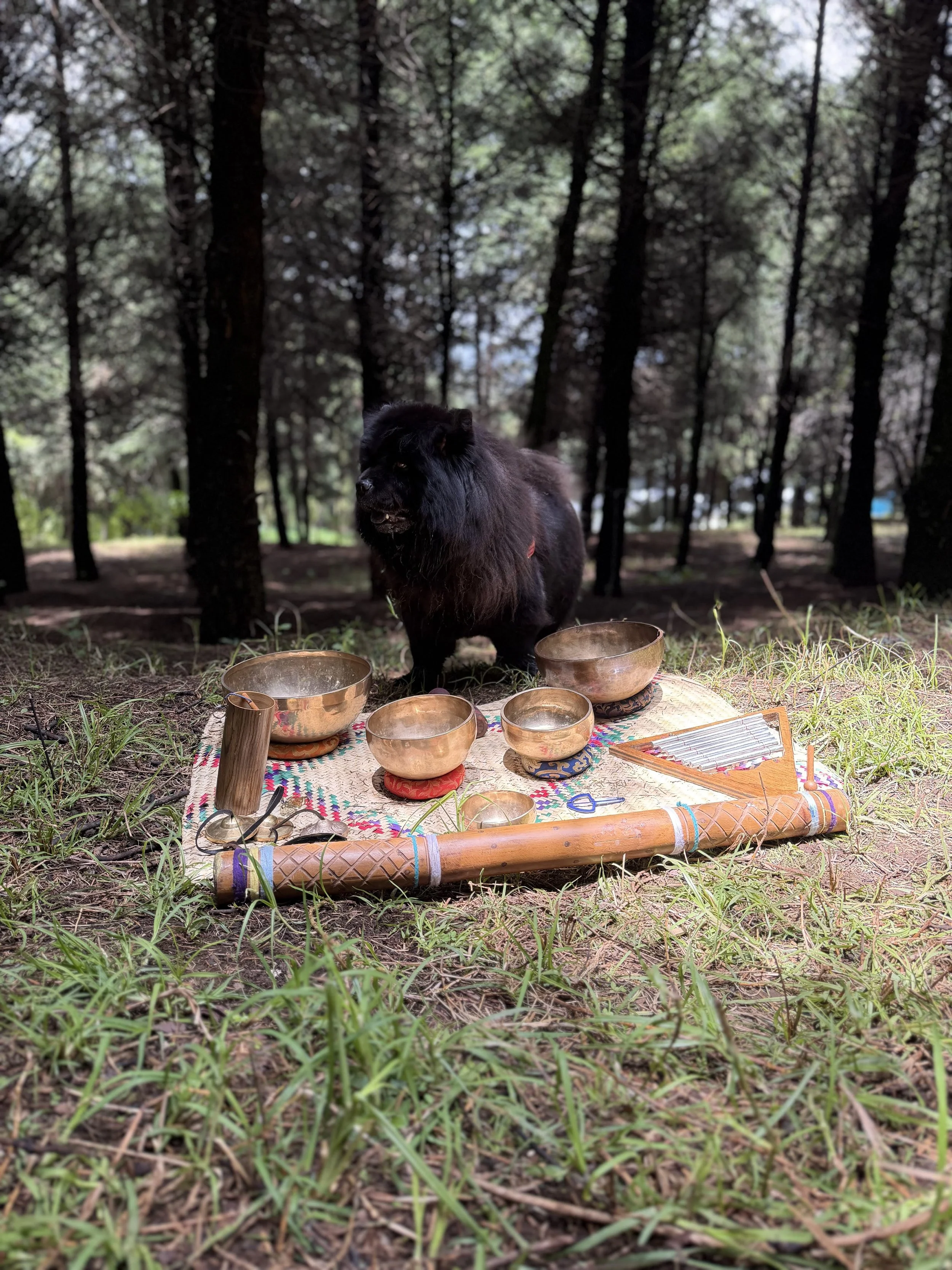 Perro en sesión de soundhealing y sonoterapia con cuencos tibetanos al aire libre en la naturaleza, en su guardería canina y hotel 