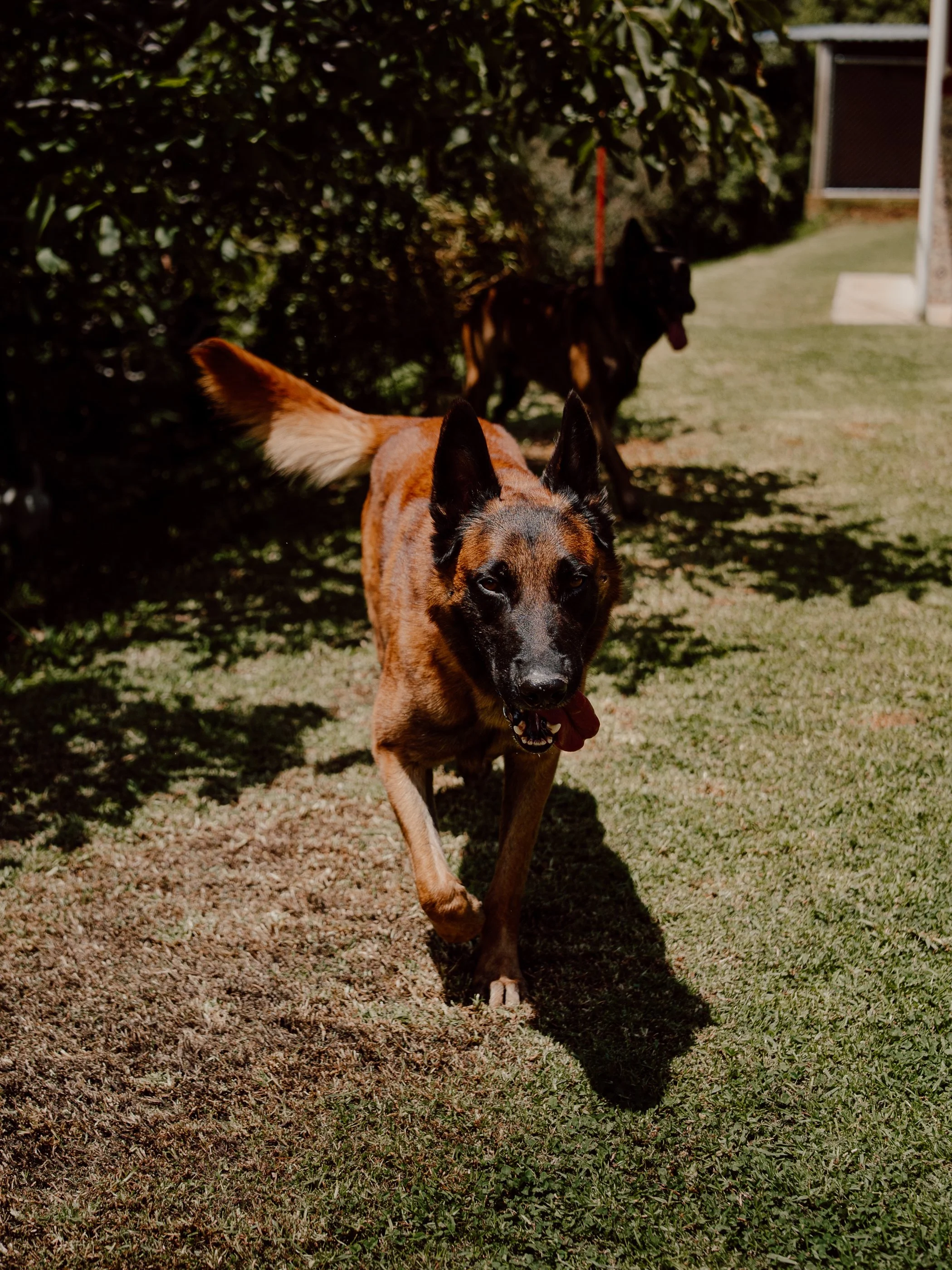 Pastor Belga Mallinoa corriendo en la naturaleza