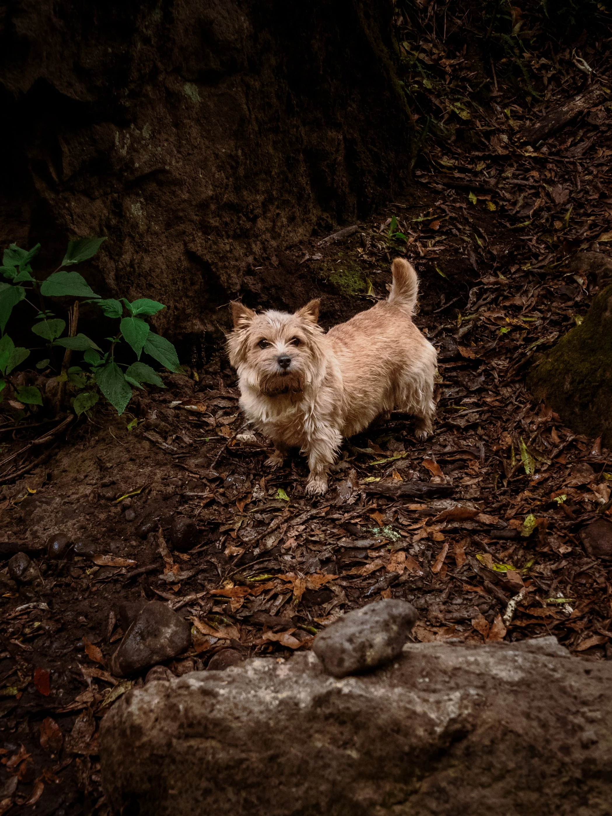 Perrito mestizo de paseo en agua ( caminatas petfriendly) 