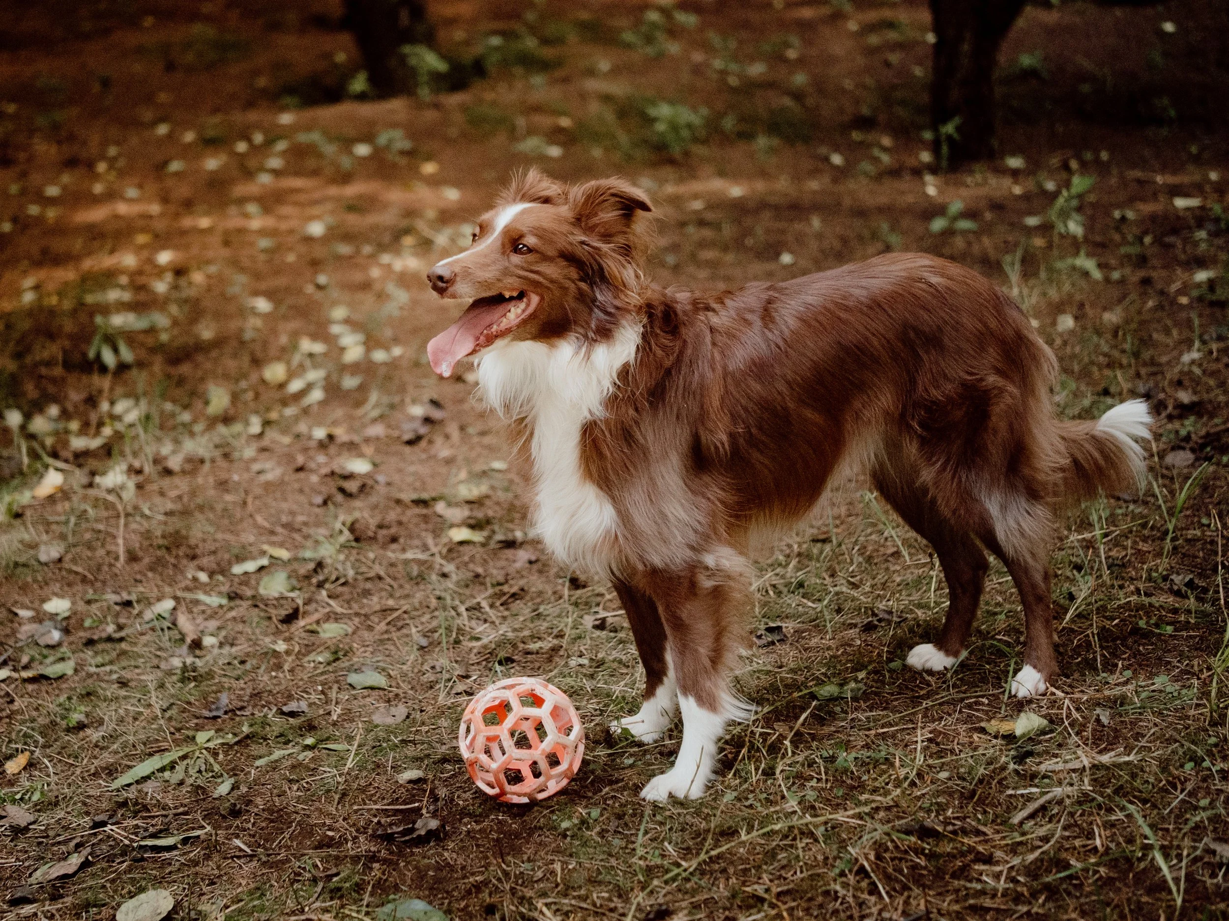 Border collie  sonriendo y  feliz con pelota en medio del bosque