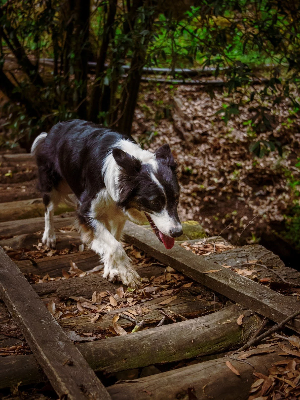 Perro de raza Border Collie cruzando un puente de madera en un sendero boscoso durante una caminata de hiking y excursionismo pet friendly.