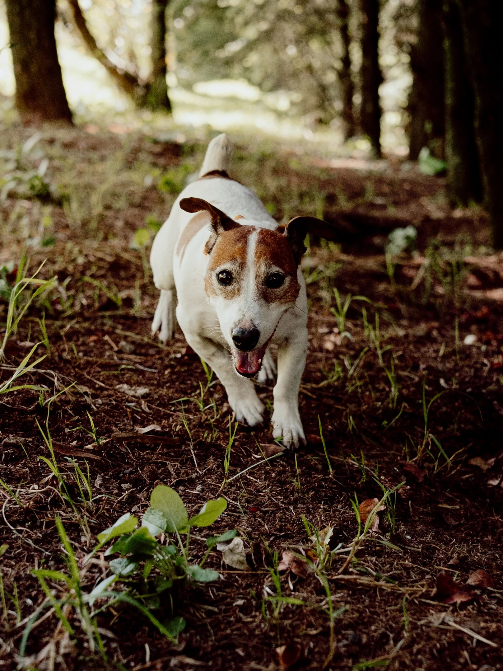 Perro pequeño de pelaje blanco y marrón paseando en un bosque con árboles y hojas en el suelo.