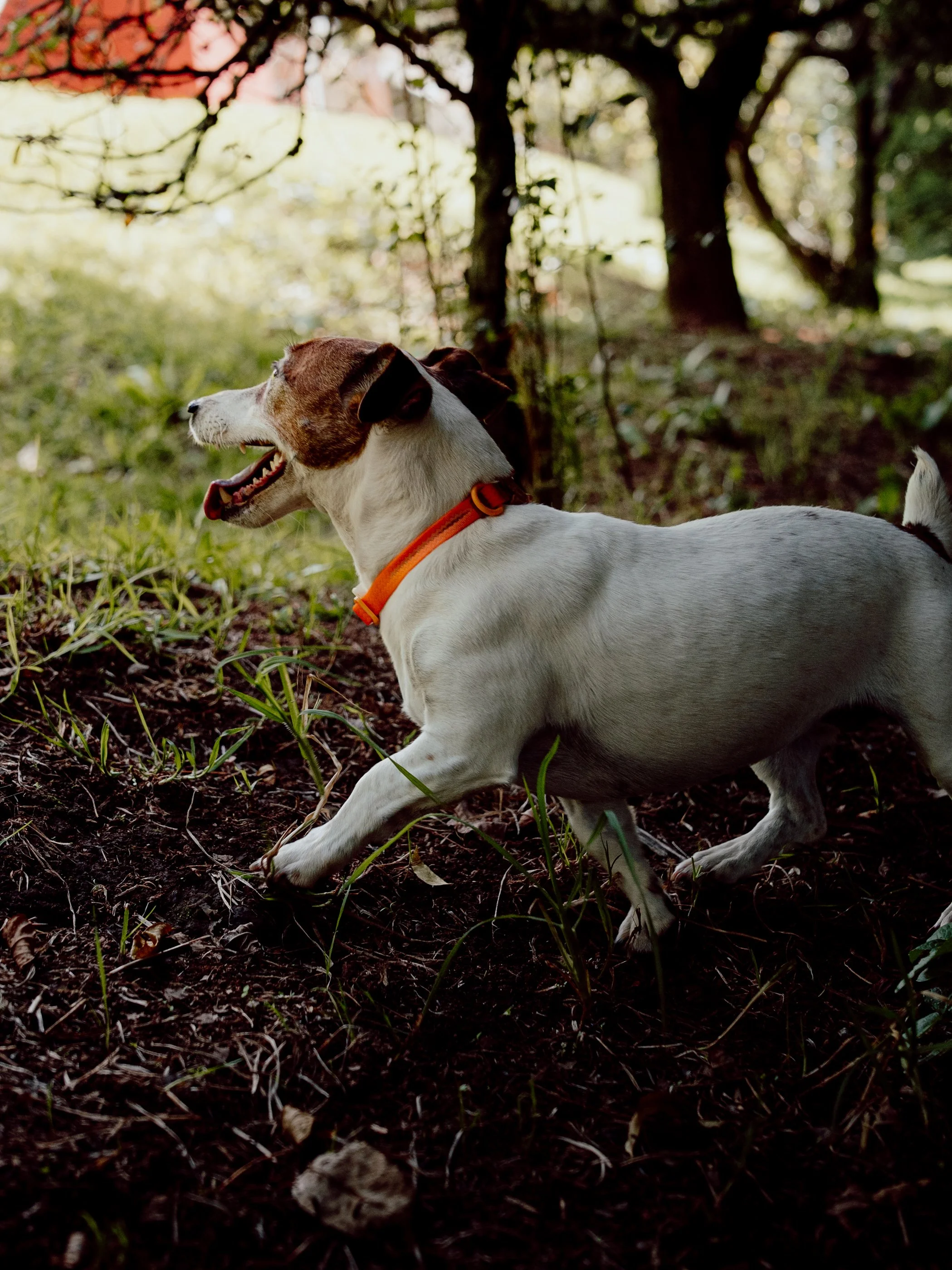 Perro Jack Russel corriendo libremente en el bosque