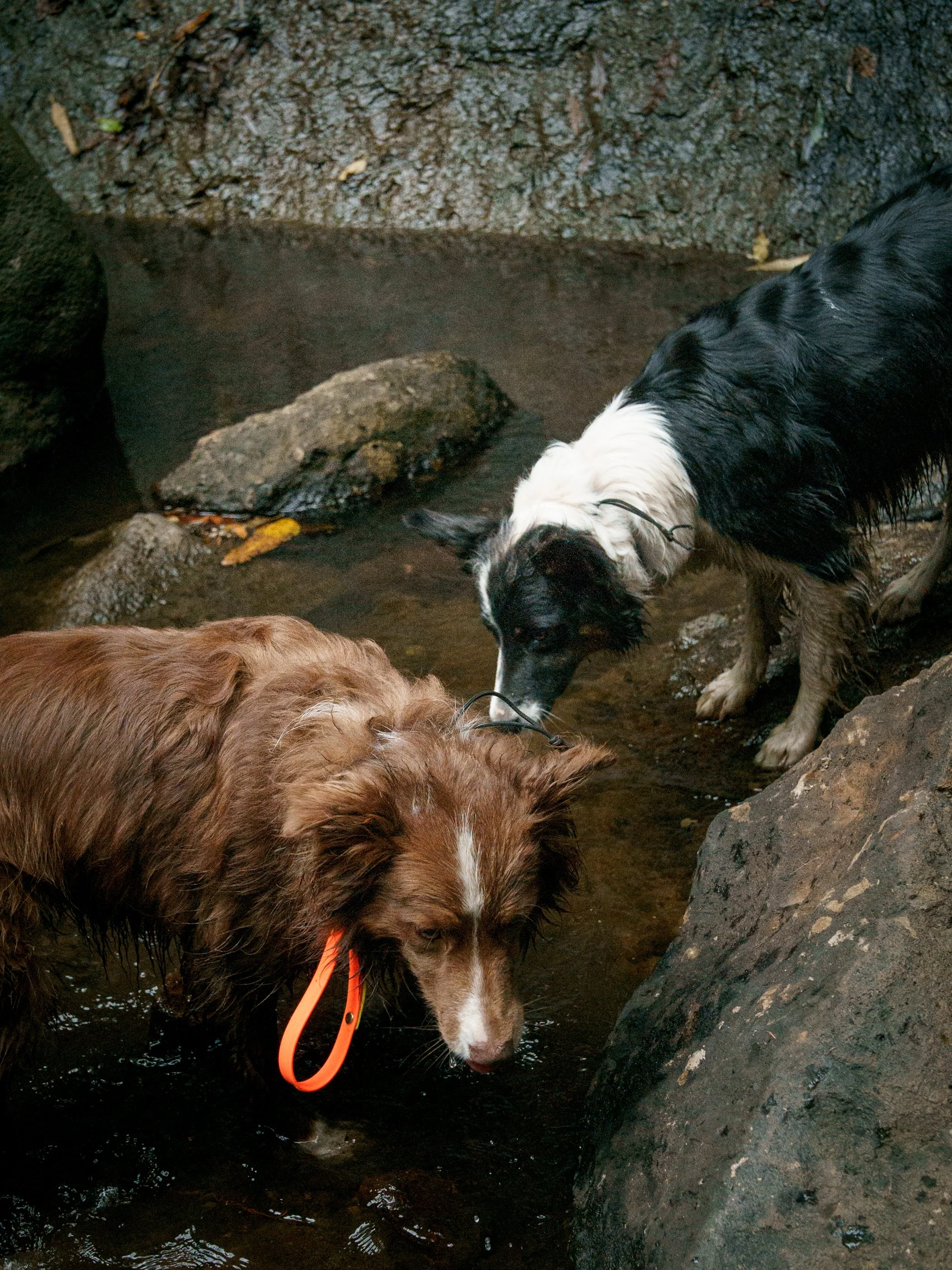 Dos perritos ( border  collies)  en una caminata o Hike petfriendly