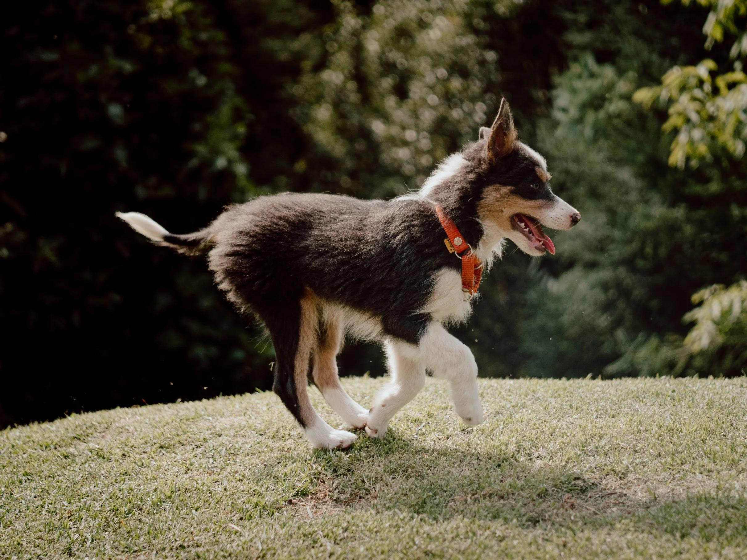 Cachorro de Border collie corriendo en la naturaleza