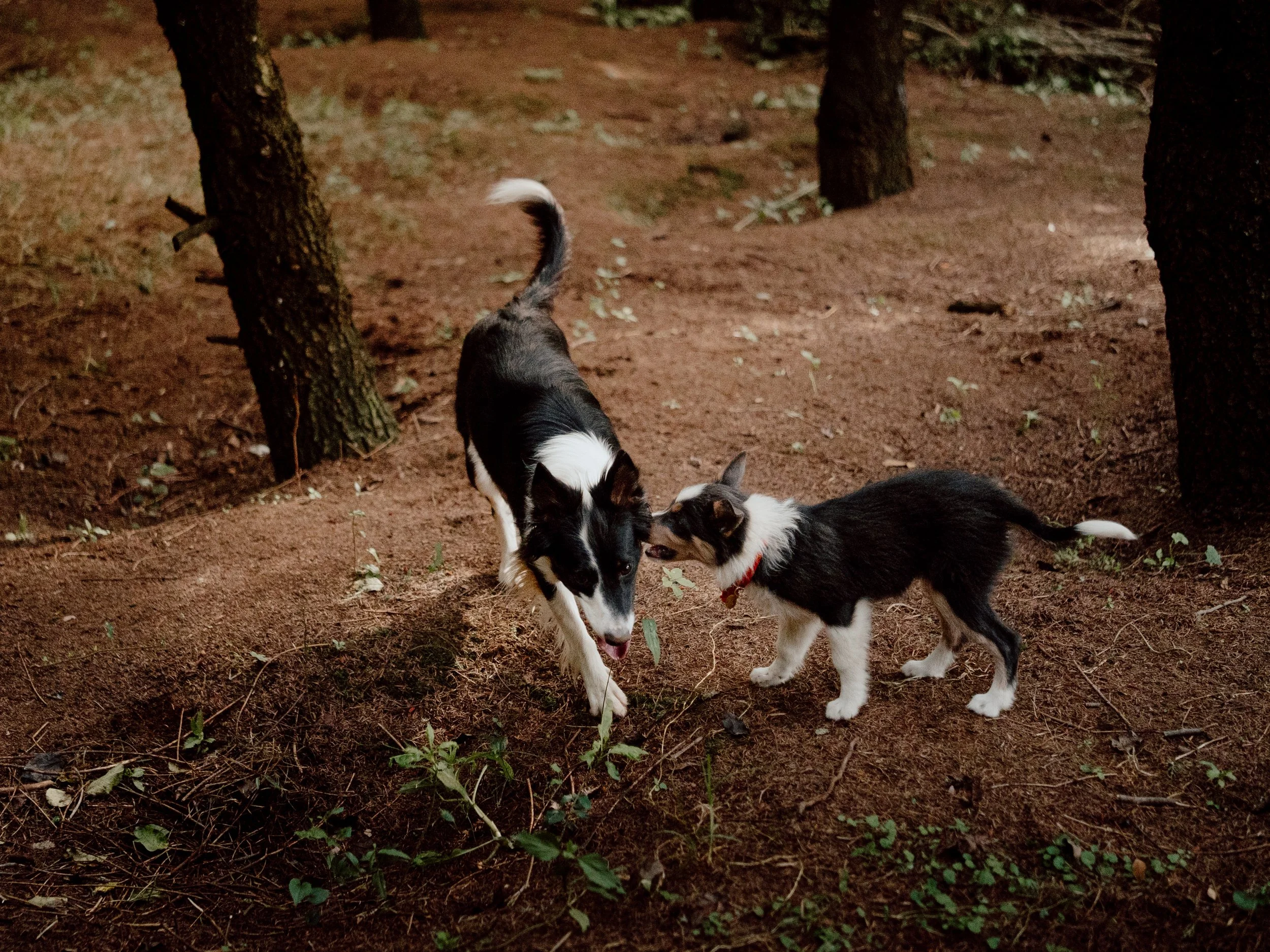 Tres perros en un bosque de árboles y tierra, uno con manchas blancas y negras, otro con manchas grises y negras, y uno más con manchas negras, blancos y rubios.
