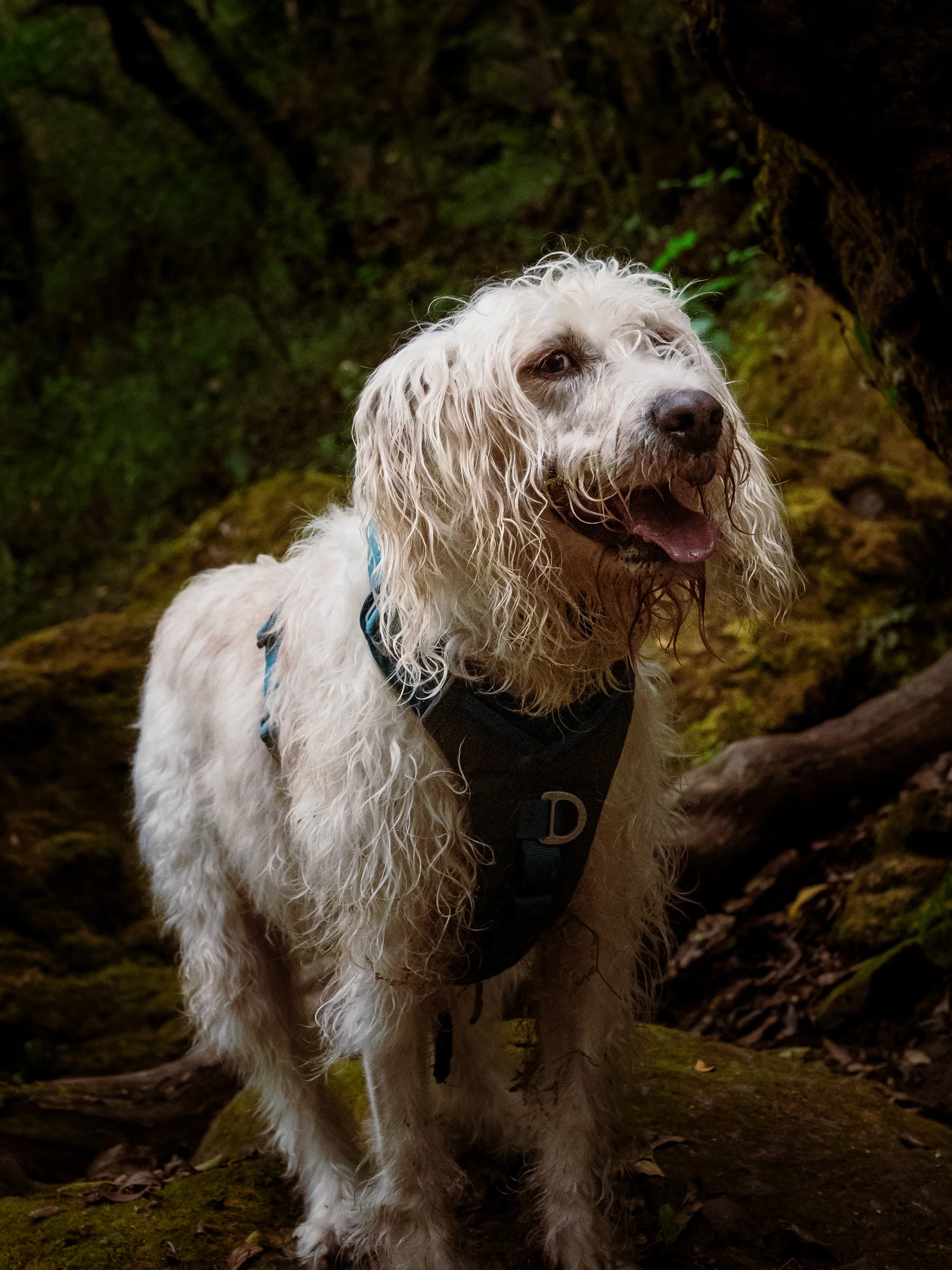 Hikes y senderismo seguro en el estado de méxico Petfriendly 
