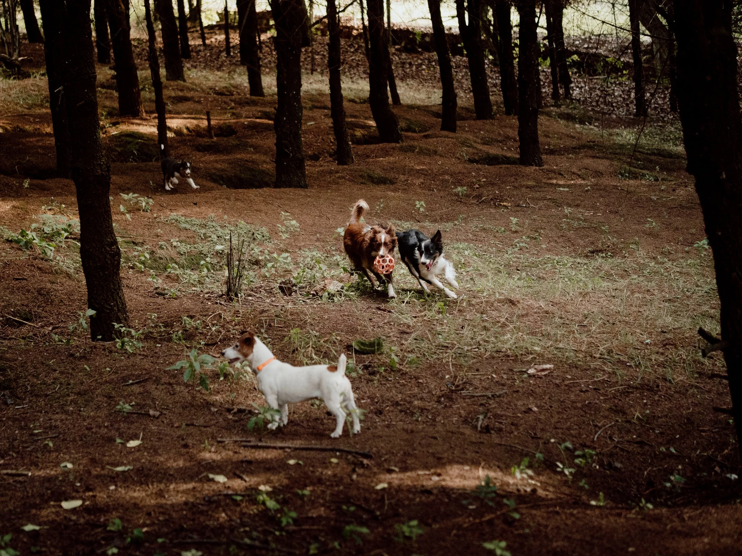 Cuatro perros corriendo y jugando en un bosque con árboles altos y suelo de tierra.