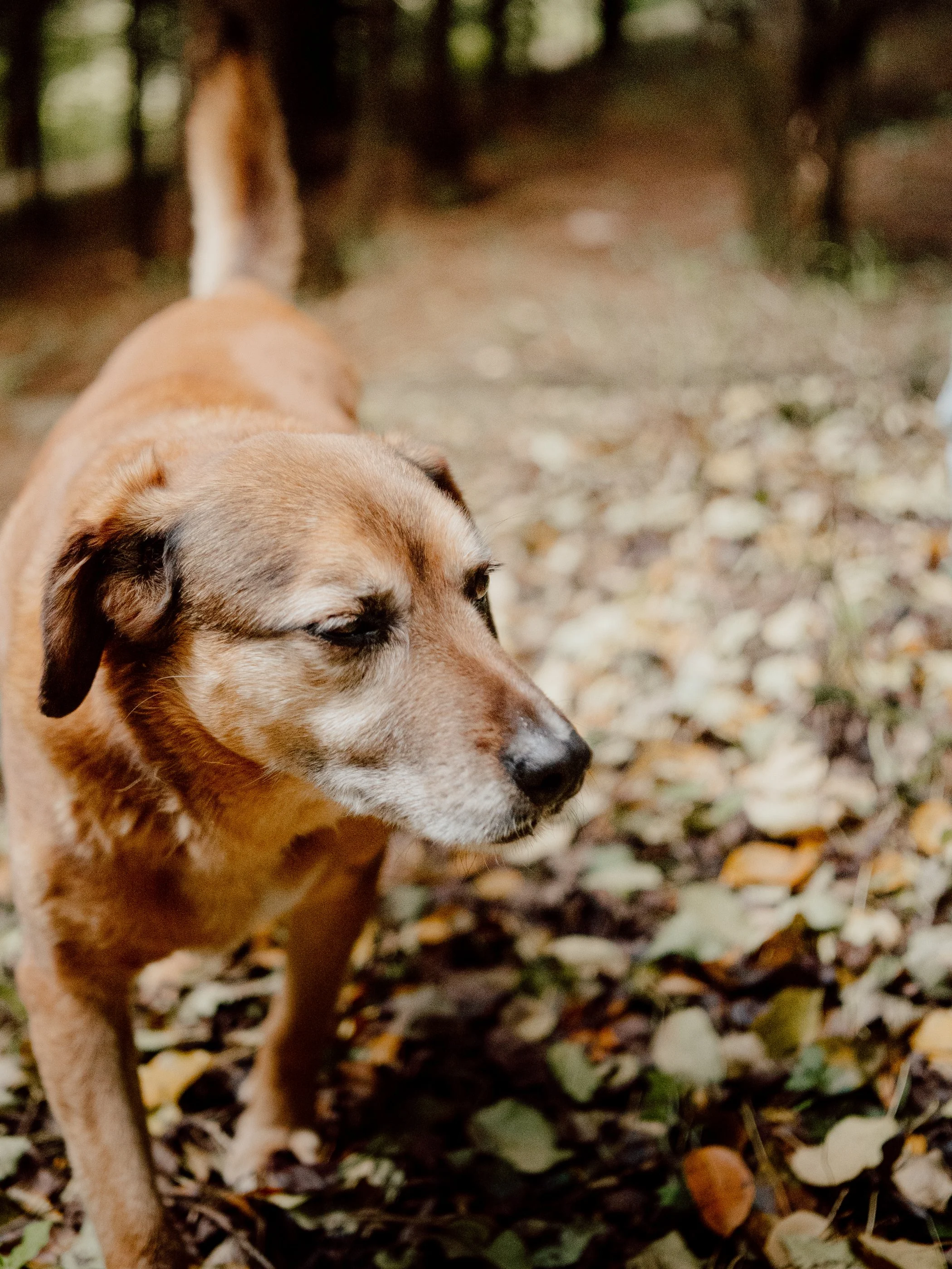 Perro caramelo en medio del bosque jugando y corriendo en el bosque