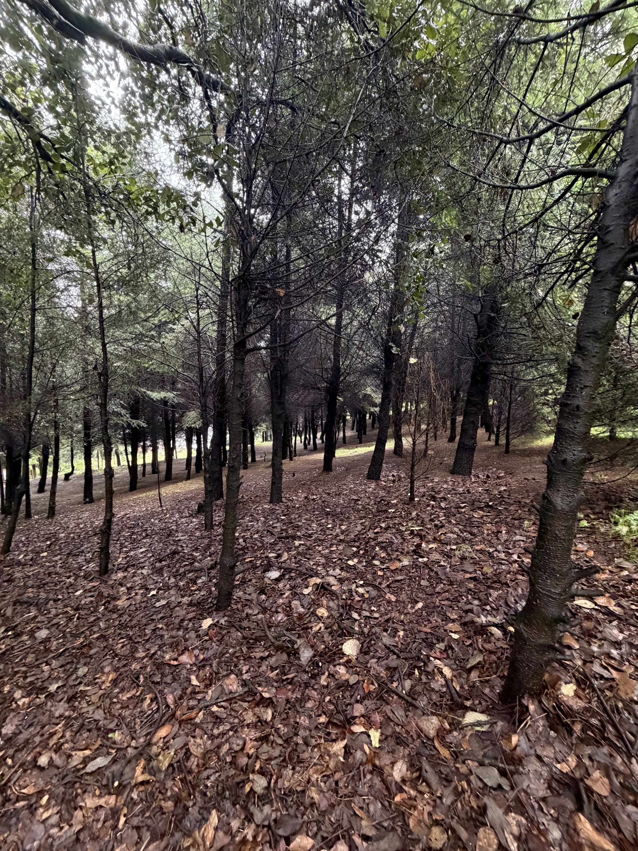Bosque con hojas en primer plano para que los perros corran