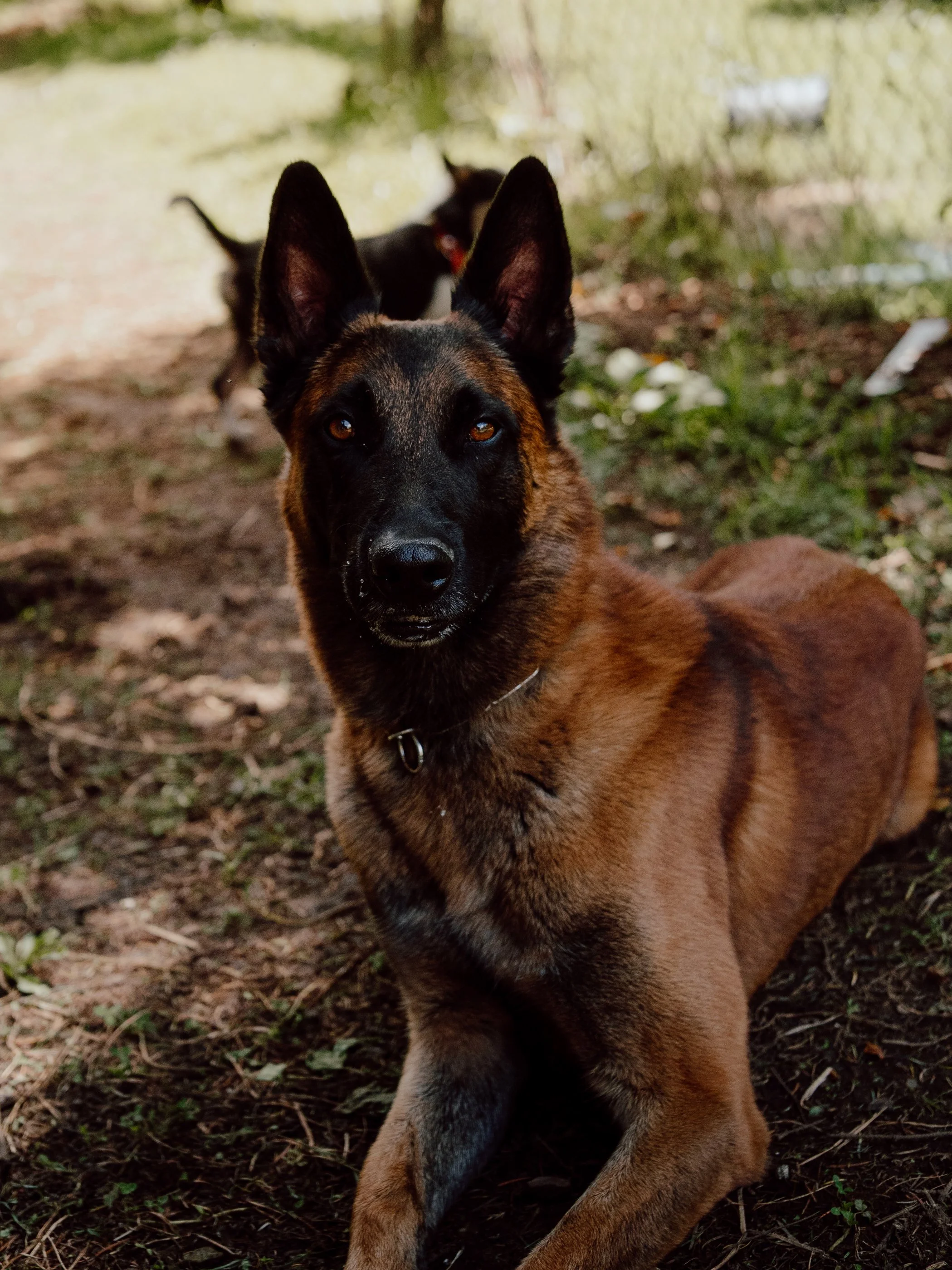 Perro de raza pastor alemán con pelaje marrón y negro, recostado sobre tierra en un espacio al aire libre, con otro perro borroso en el fondo y vegetación.