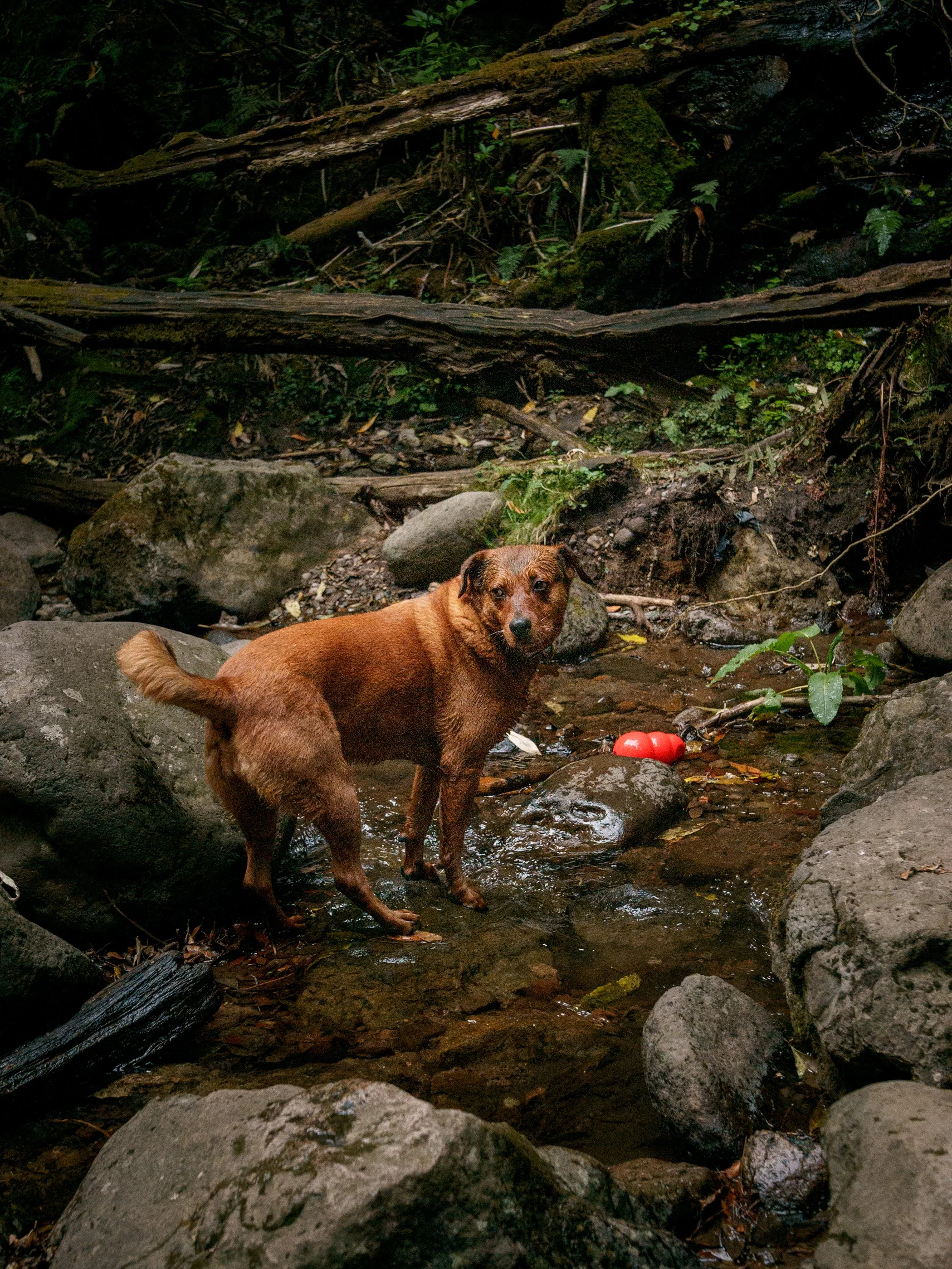 Perro pequeño de raza Terrier explorando un sendero de tierra en el bosque durante una caminata de hiking pet friendly para razas pequeñas.