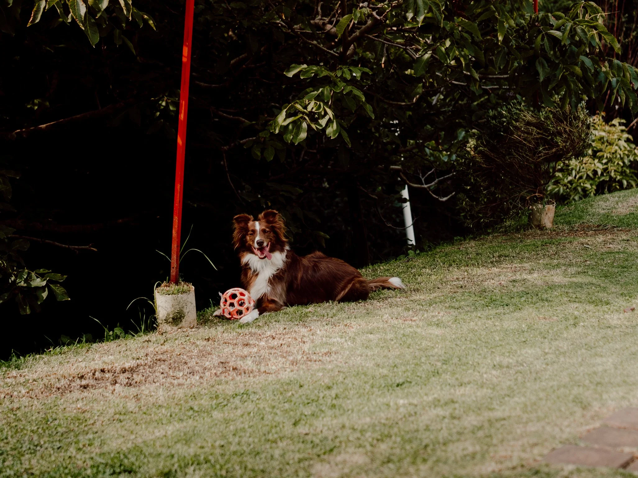 El equilibrio perfecto entre actividad física y descanso reparador. Amplias zonas verdes protegidas donde tu perro disfruta de juego libre, siestas tranquilas y atención cariñosa durante todo el día.