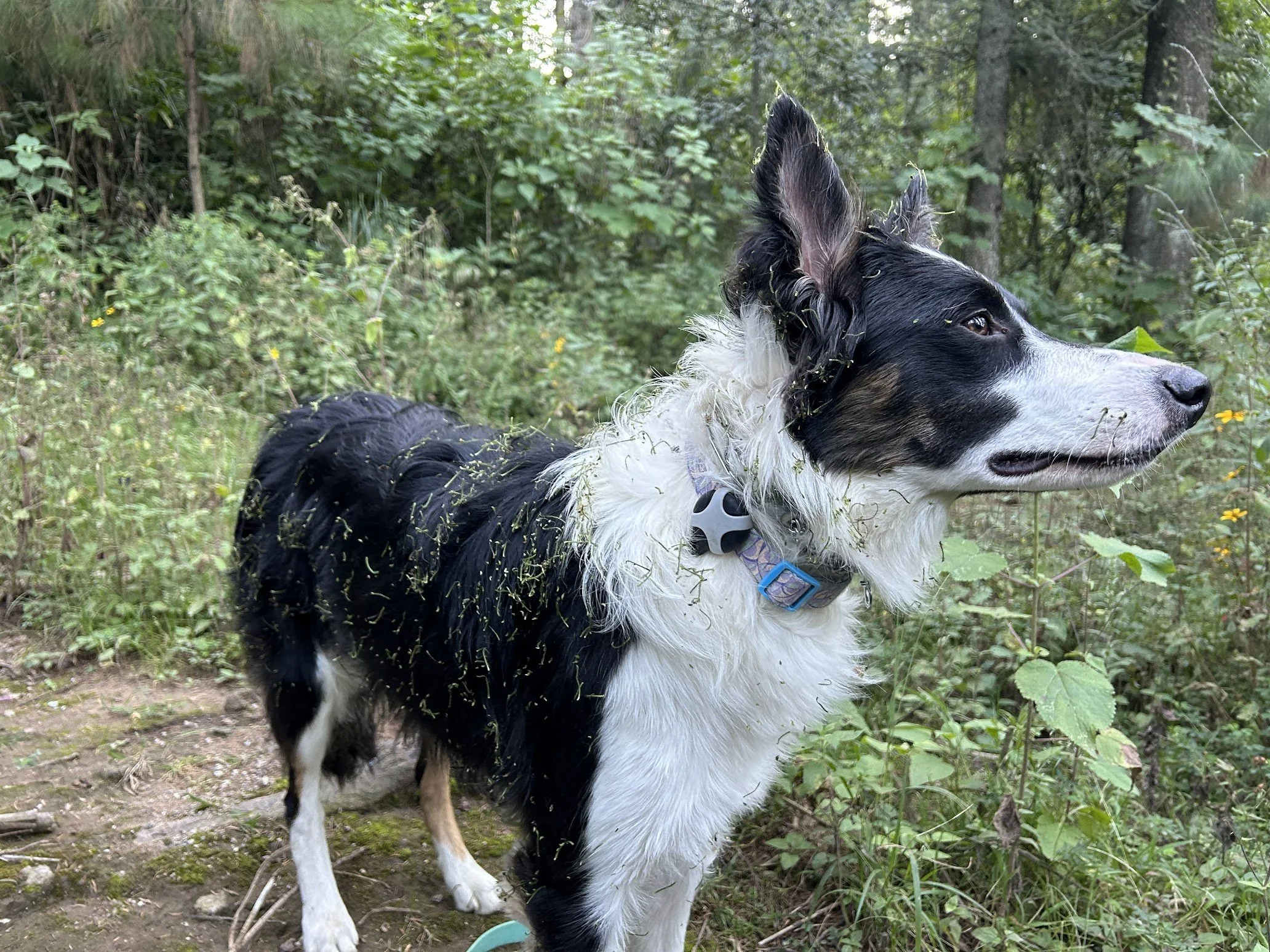 acunación y desparasitación con veterinario de confianza en nuestras instalaciones, sin traslados ni estrés, se muestra un Bodercollie en un hike promoviendo la vacunación Sana 