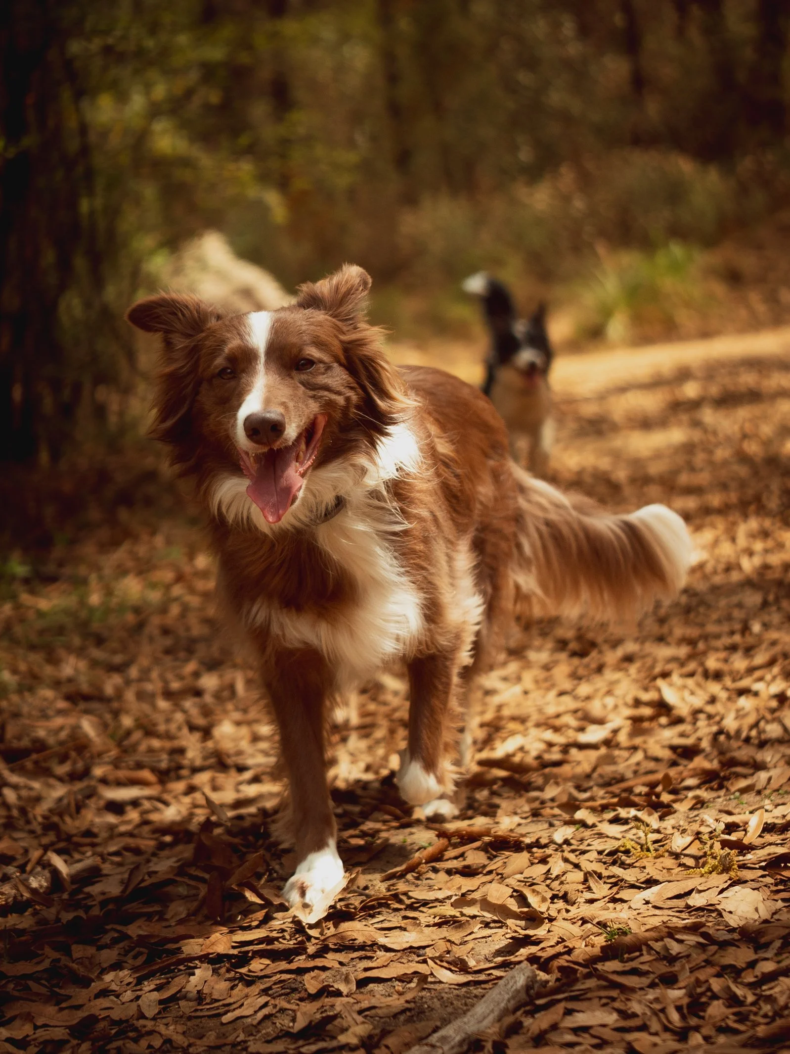 Perro feliz de raza Border Collie marrón corriendo alegremente por un sendero cubierto de hojas secas en el bosque durante una caminata de hiking con guardería canina.