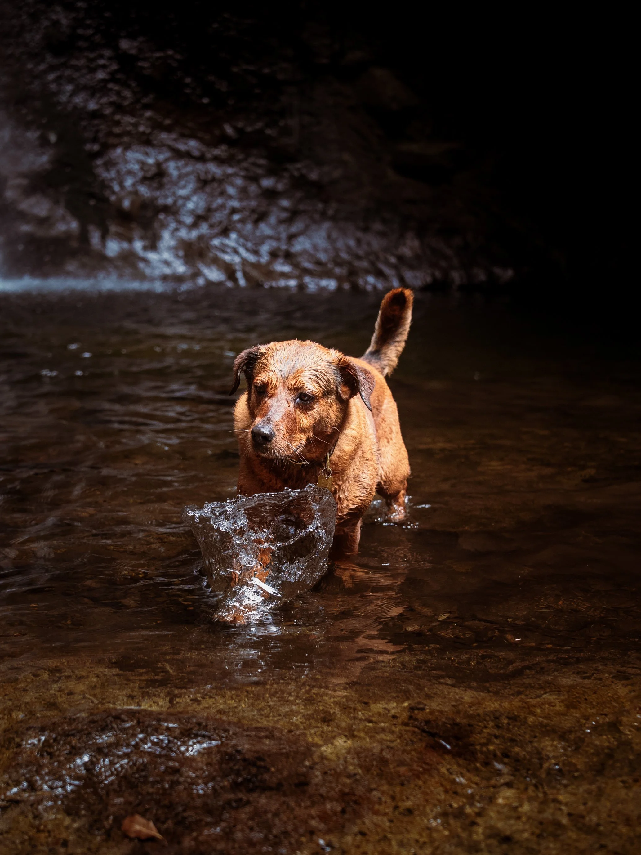 Perrito mestizo en una caminata petfriendly jugando con agua 