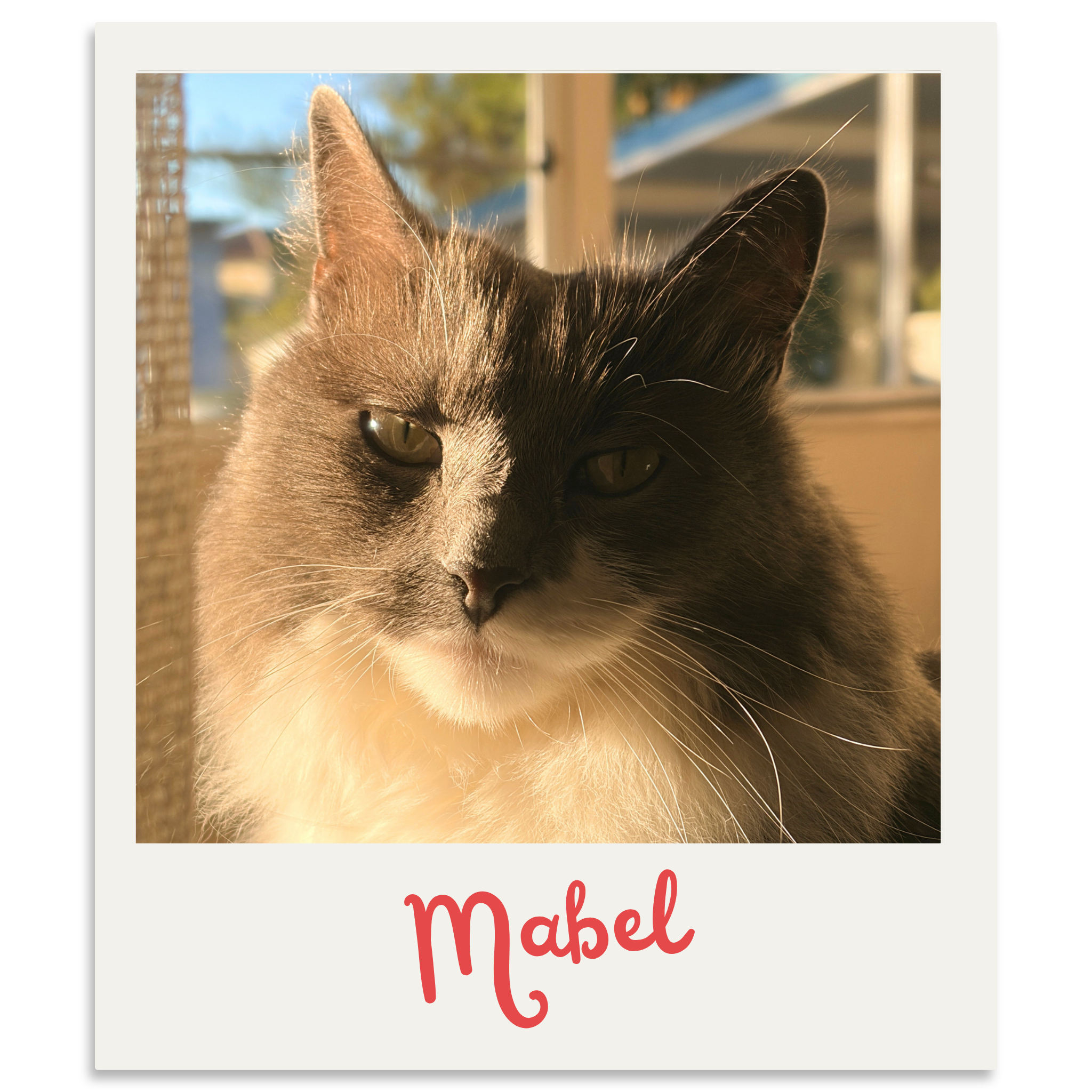 Close-up photo of a gray and white cat with yellow-green eyes, looking away with a background of trees and sky. Text says 'Mabel' in red letters at the bottom.