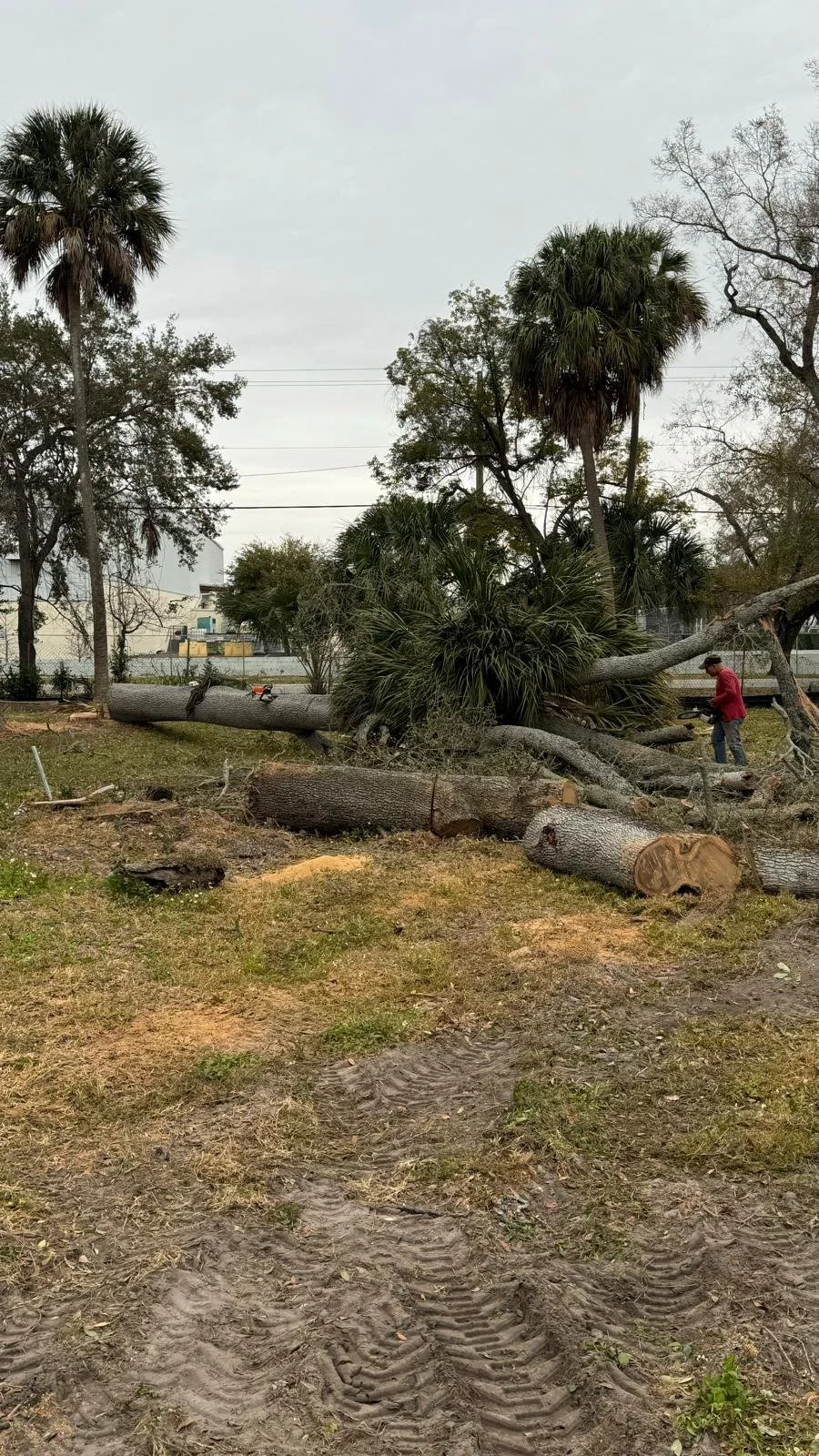 Fallen tree with large branches on the ground in a park or yard, with a person in a red jacket working nearby.