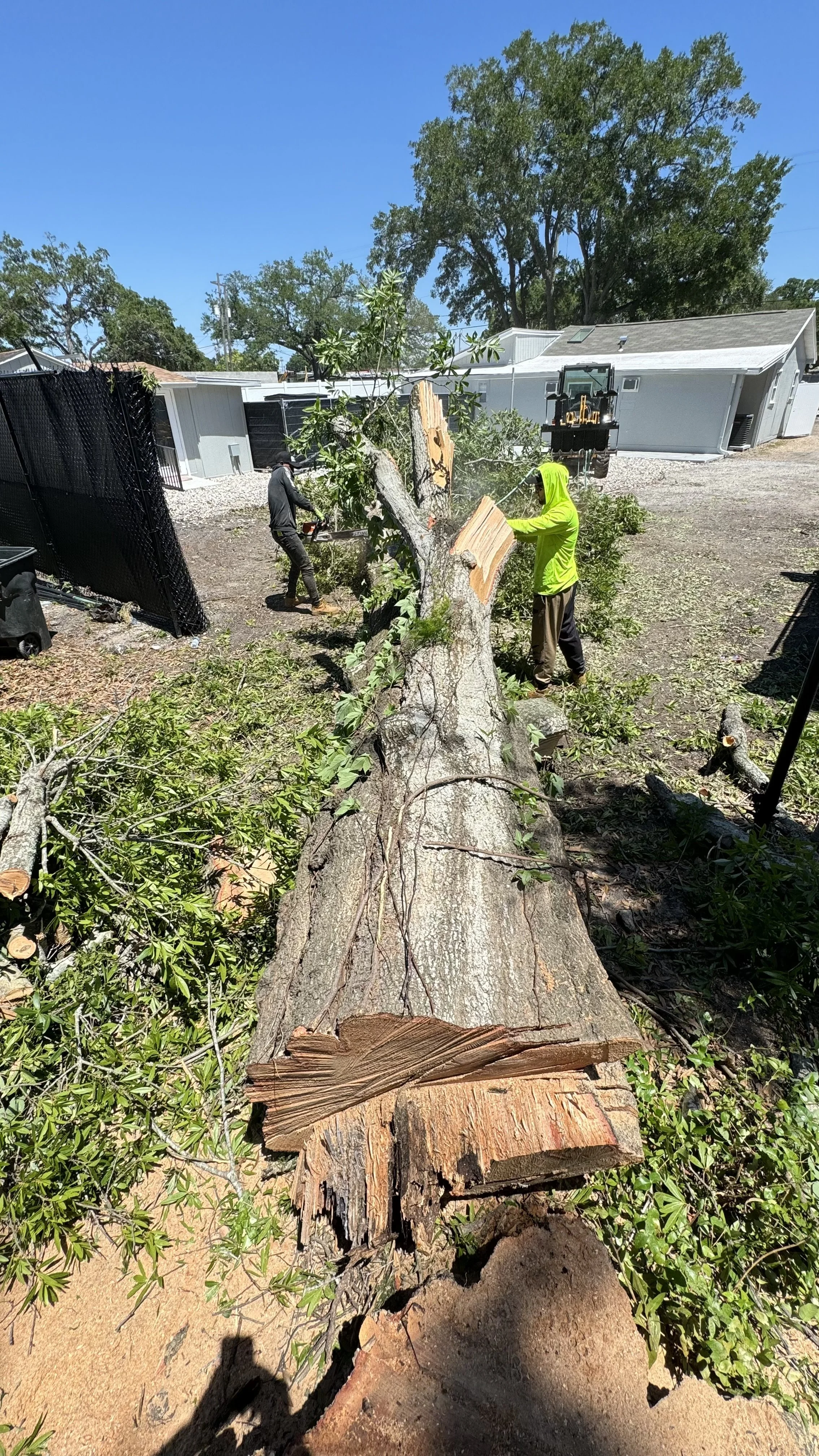 Workers cutting down a large tree with chainsaws in a backyard. The tree has fallen, and logs are on the ground. There are houses and trees in the background under a clear blue sky.