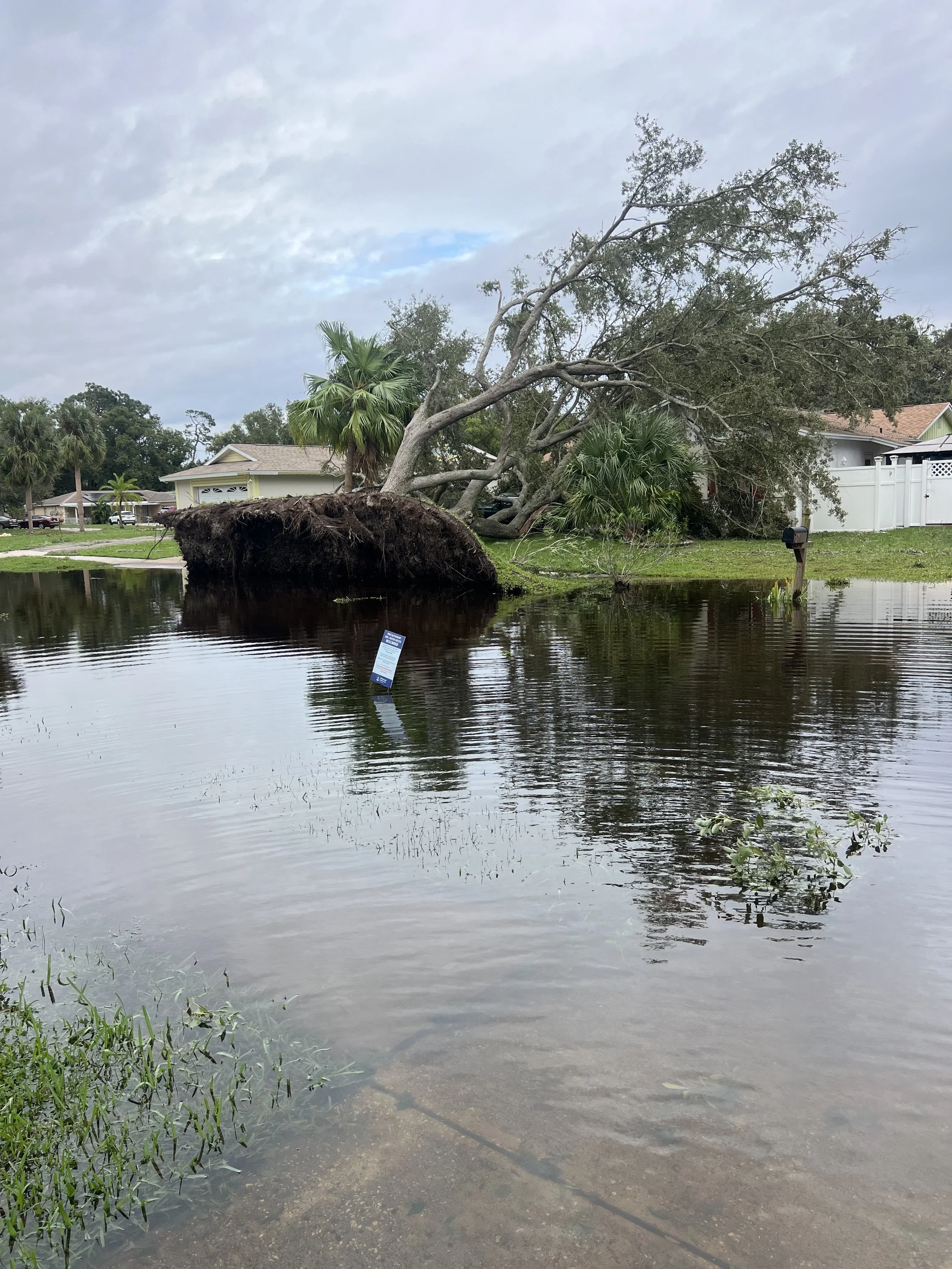 Debris removal, cleaning and restoration of stormwater drains. Tree removal and stump grinder. Fallen tree on grassy yard near water with cloudy sky and houses in background.
