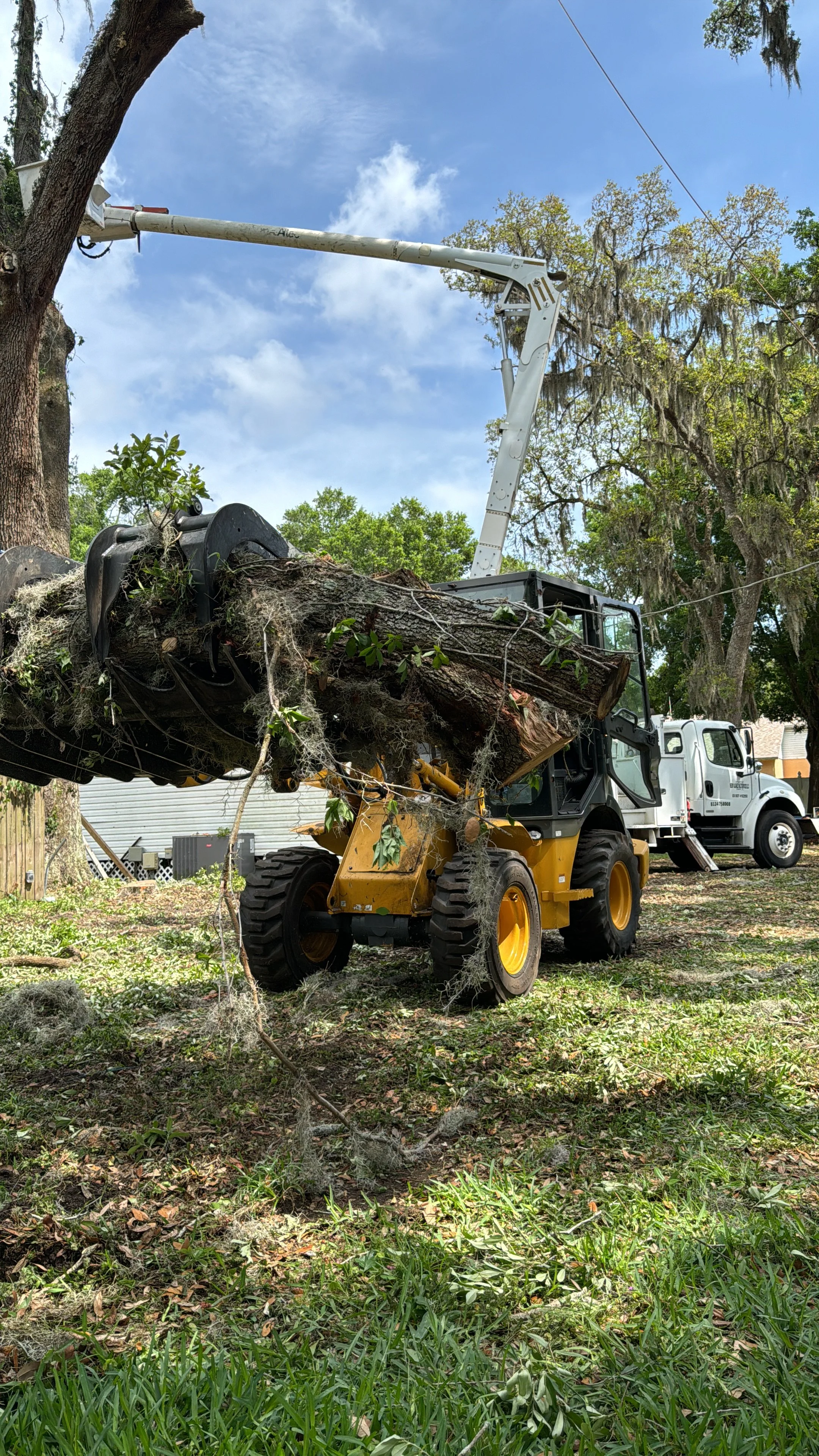 A backhoe loader lifting a large fallen tree trunk with branches and leaves in a yard, with a white utility truck and trees in the background.