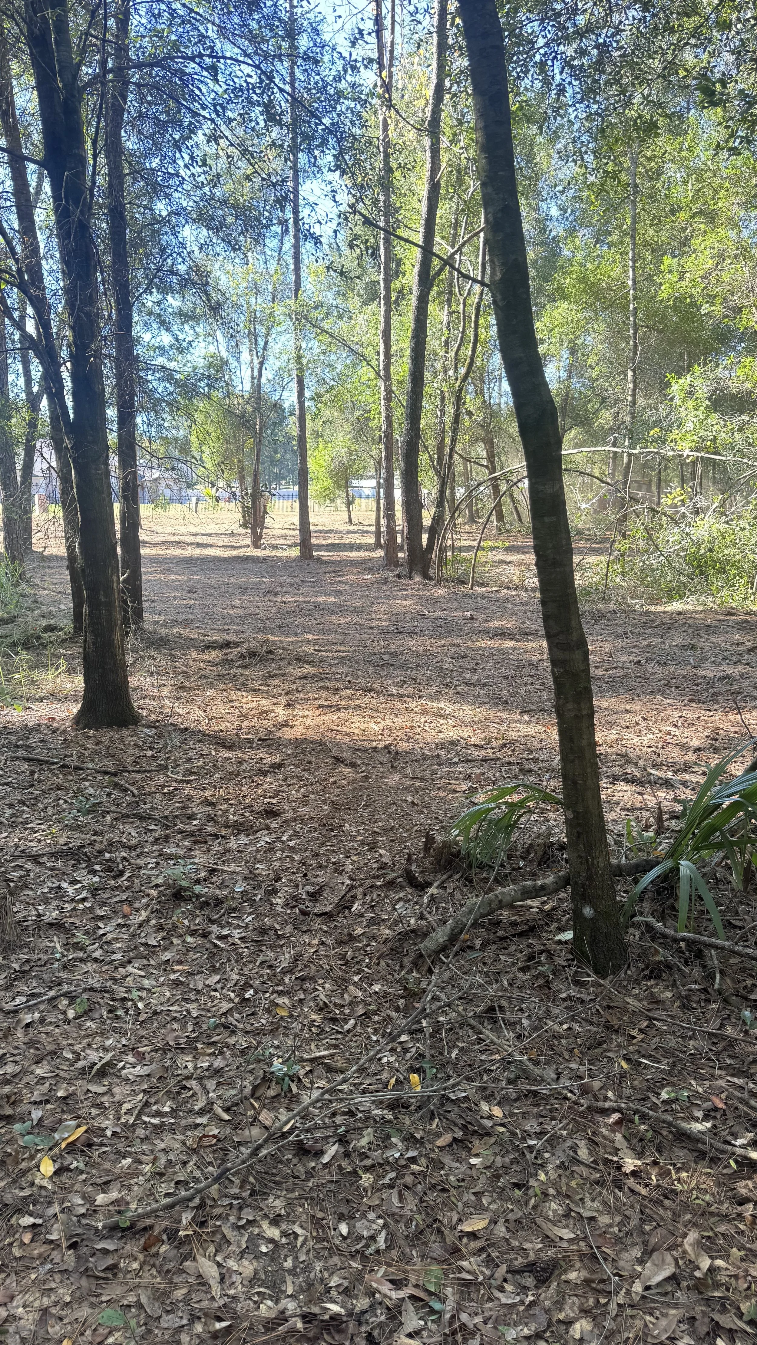 Land clearing leveling and fire risk reduction. A wooded area with trees, some with black or dark brown trunks, and a ground covered in dry leaves. Sunlight filters through the green foliage, and a dirt path runs through the scene.