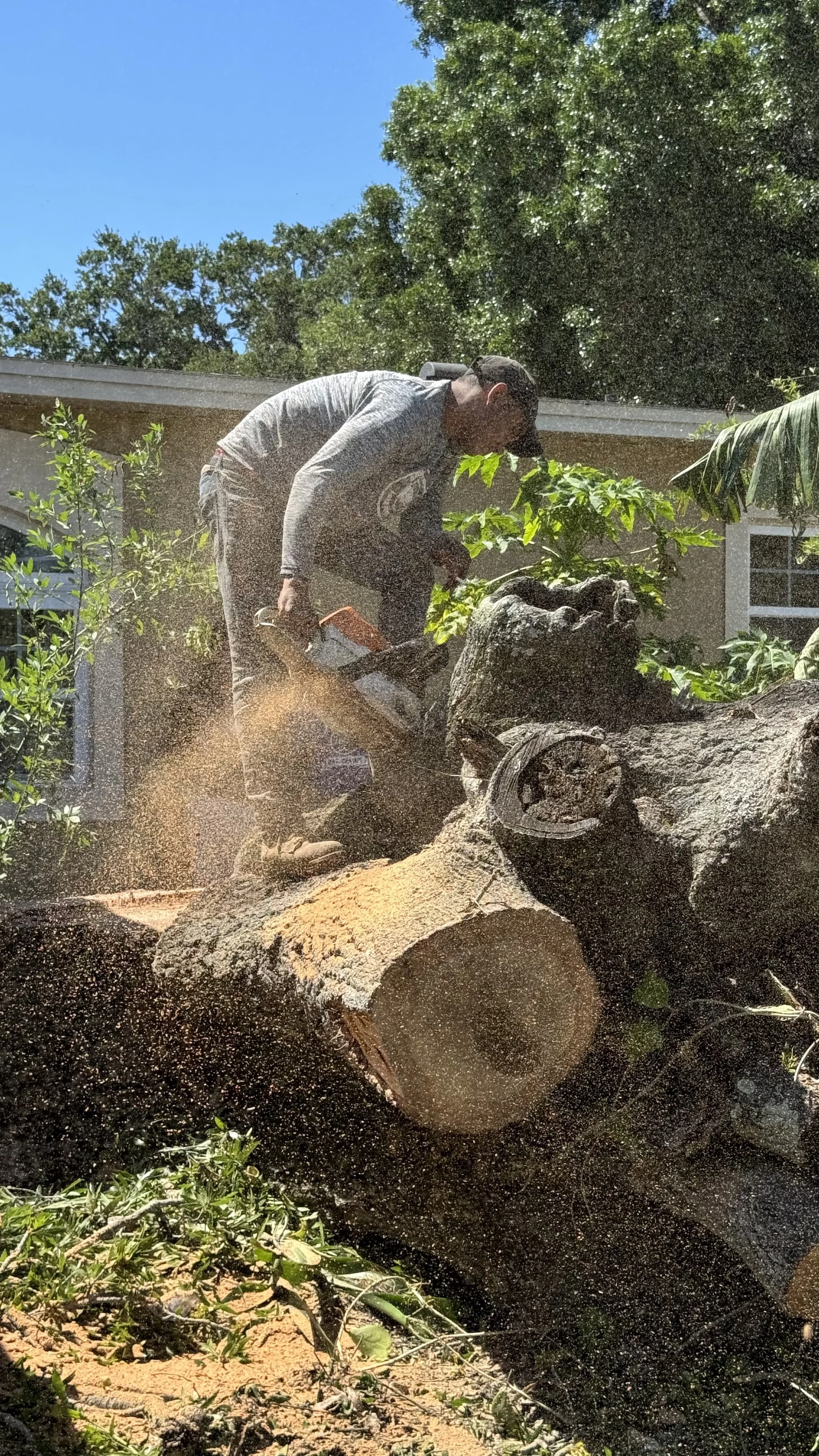 Tree removal and stump grinder. Land clearing leveling and fire risk reduction. A person in gray shirt and black cap cutting a fallen tree trunk with a chainsaw outdoors under a clear blue sky, surrounded by green trees and foliage.