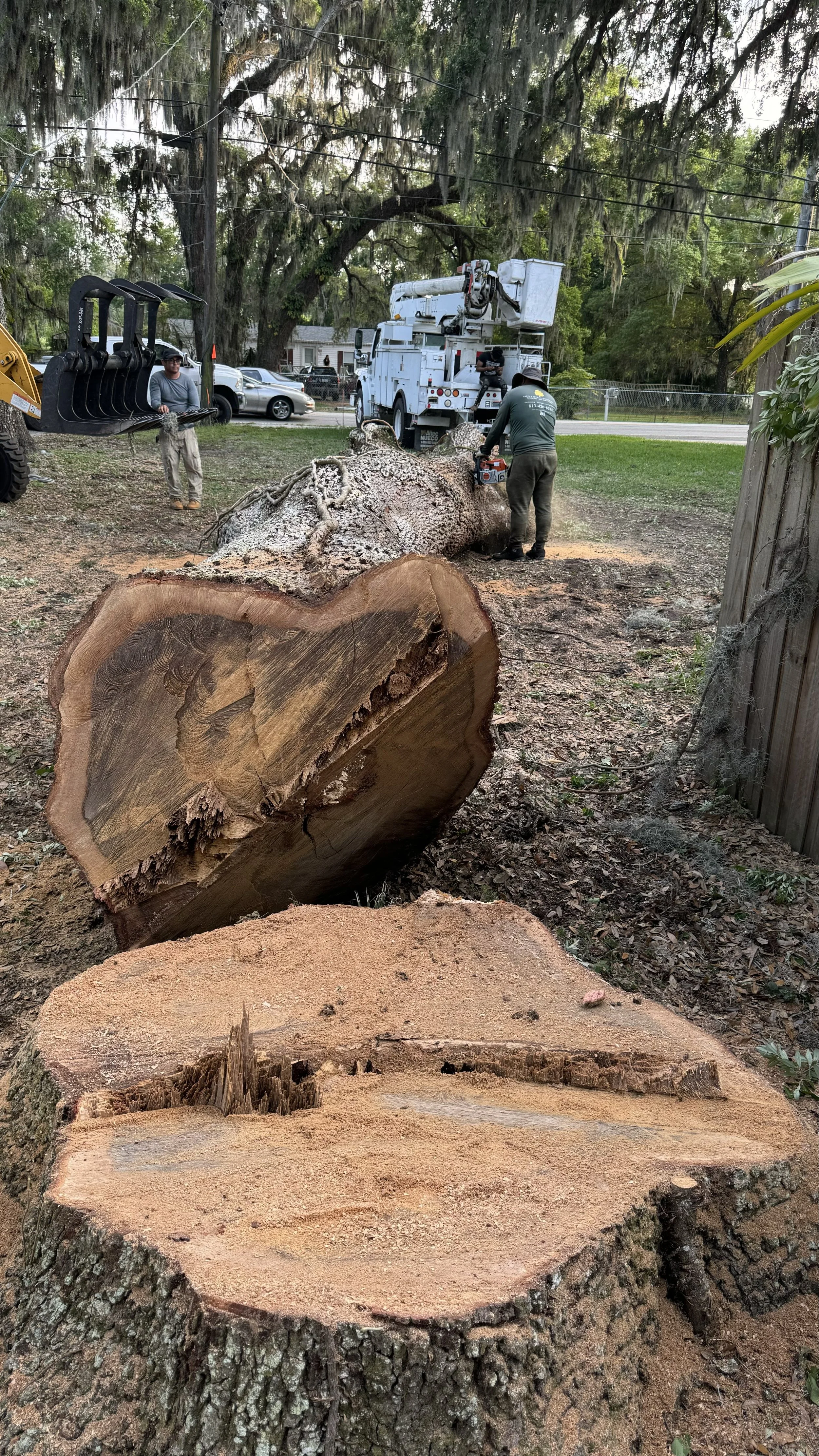 Workers cut down a large tree with a chainsaw, with logs and tree debris on the ground, and machinery and cars in the background.