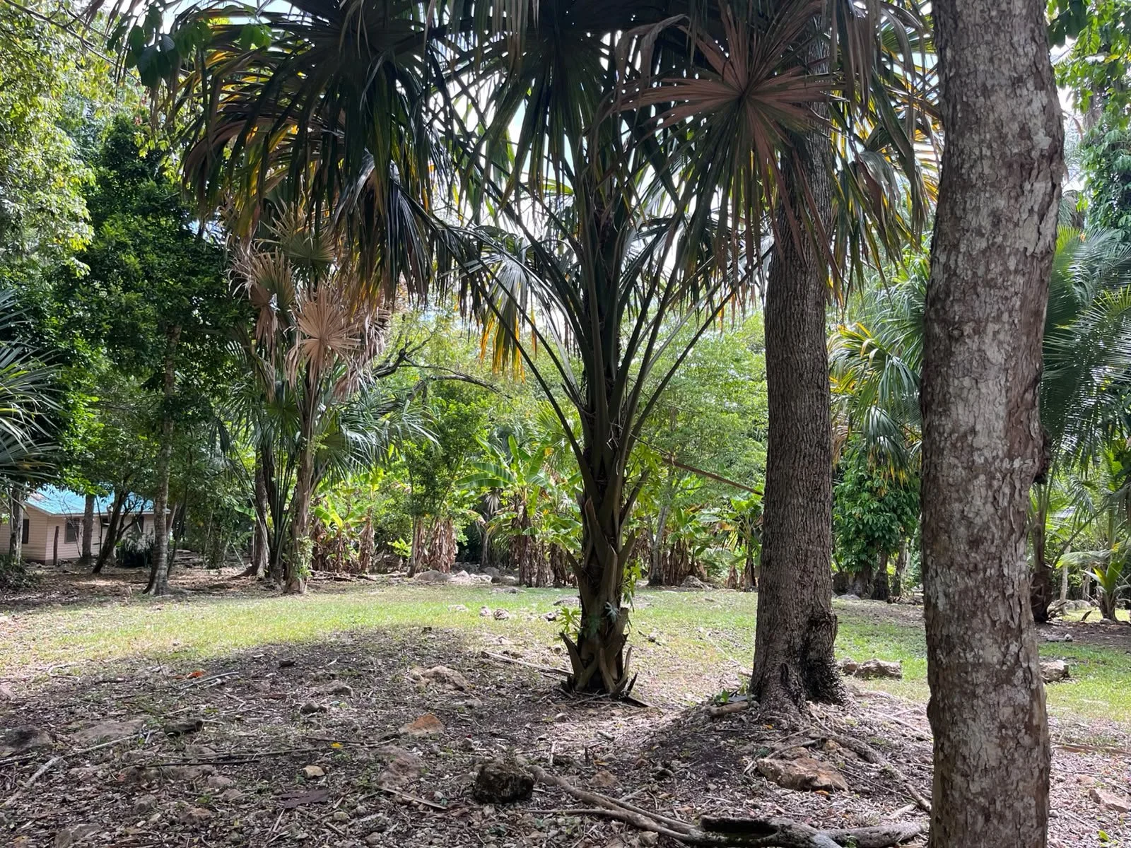 A tropical backyard with a large palm tree at the center, surrounded by other trees and greenery, with a small house partially visible in the background.