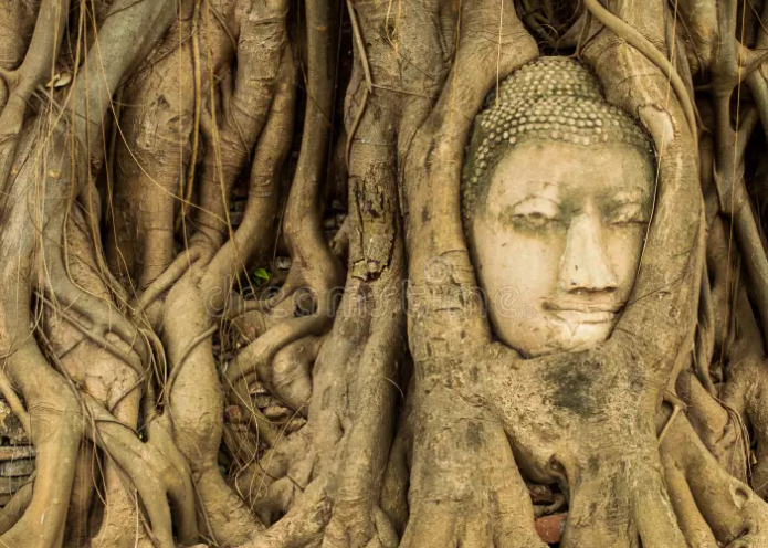 Stone Buddha head embedded in the roots of a large tree.