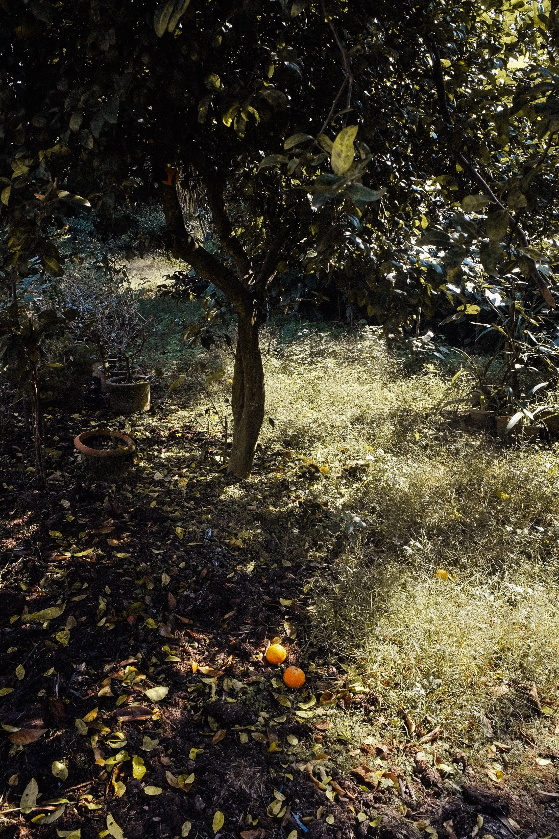 A small tree in a garden with dark green leaves and a few orange fruits on the ground. Sunlight filters through the leaves, creating patches of light and shadow.