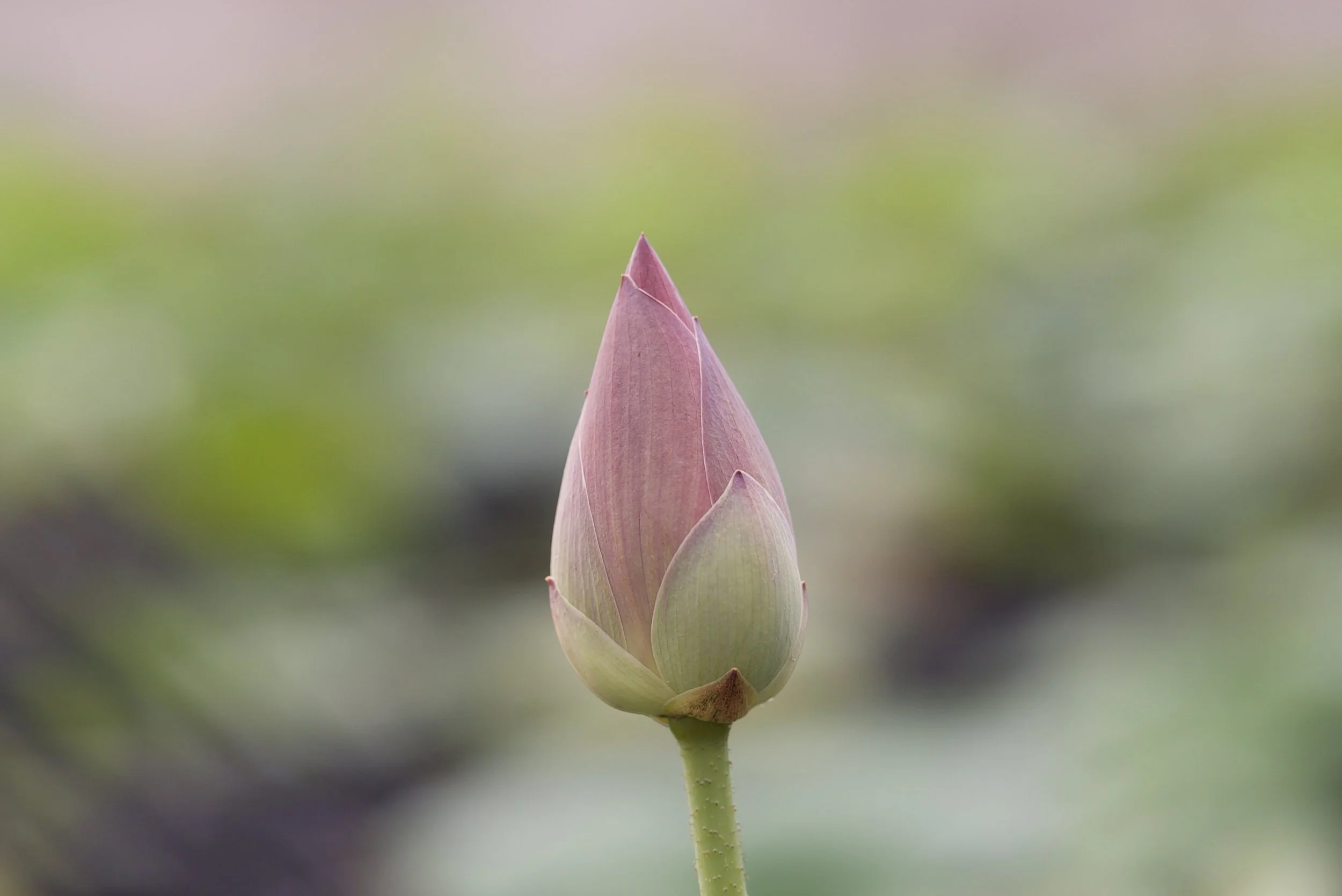 hưng yên