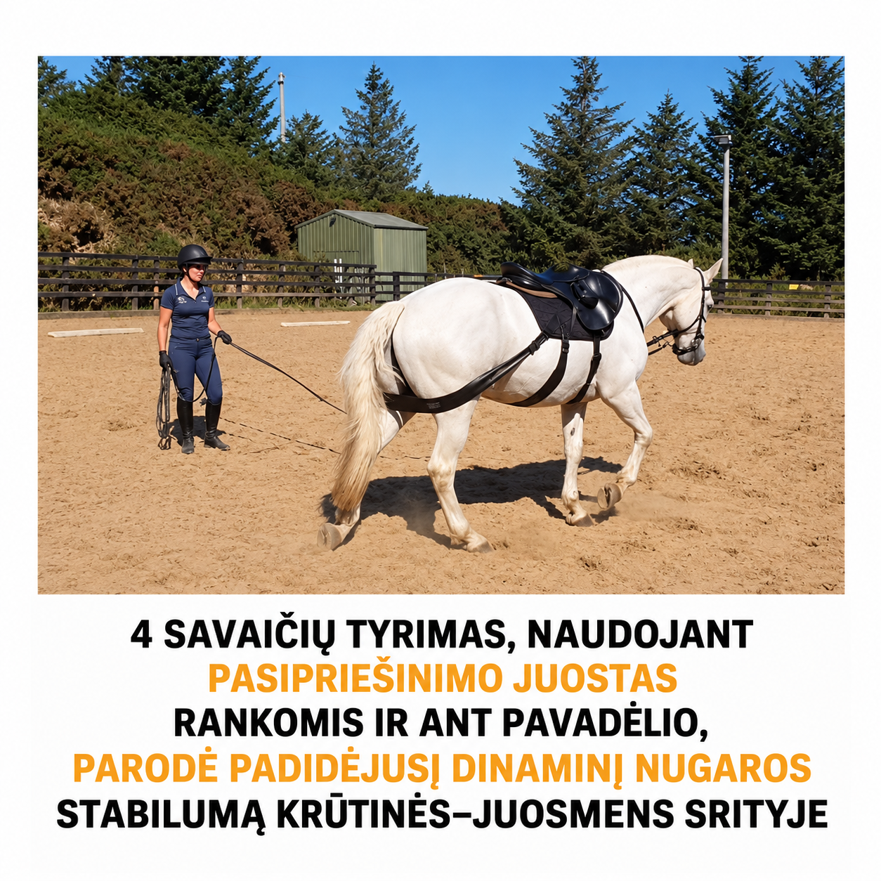 Horse Training.png