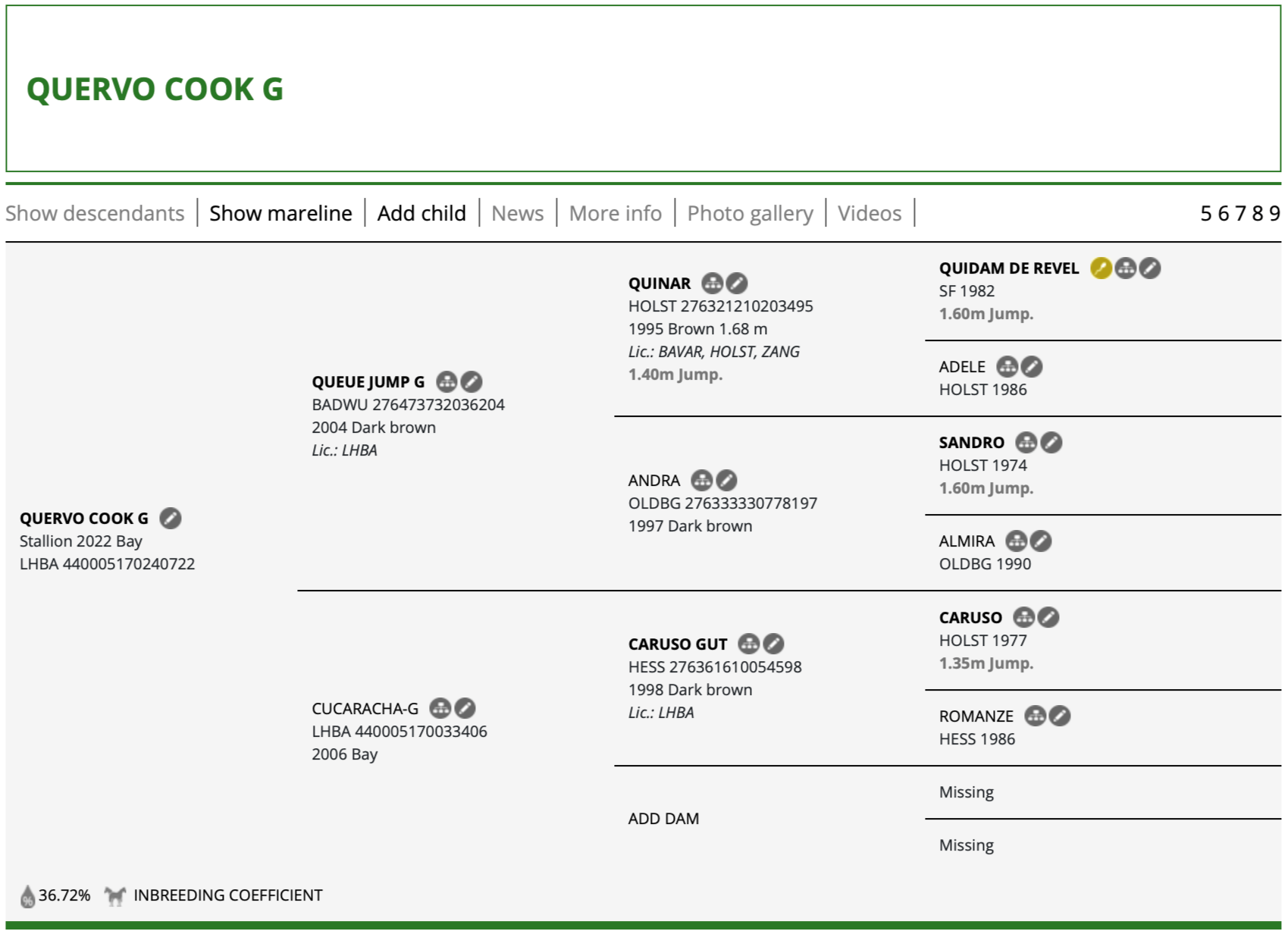 A family tree diagram showing the lineage and pedigree of Quervo COOK G, a stallion born in 2022. The diagram includes details about various ancestors, their registration numbers, birth years, colors, and notable characteristics, with some entries marked as missing or inbred.
