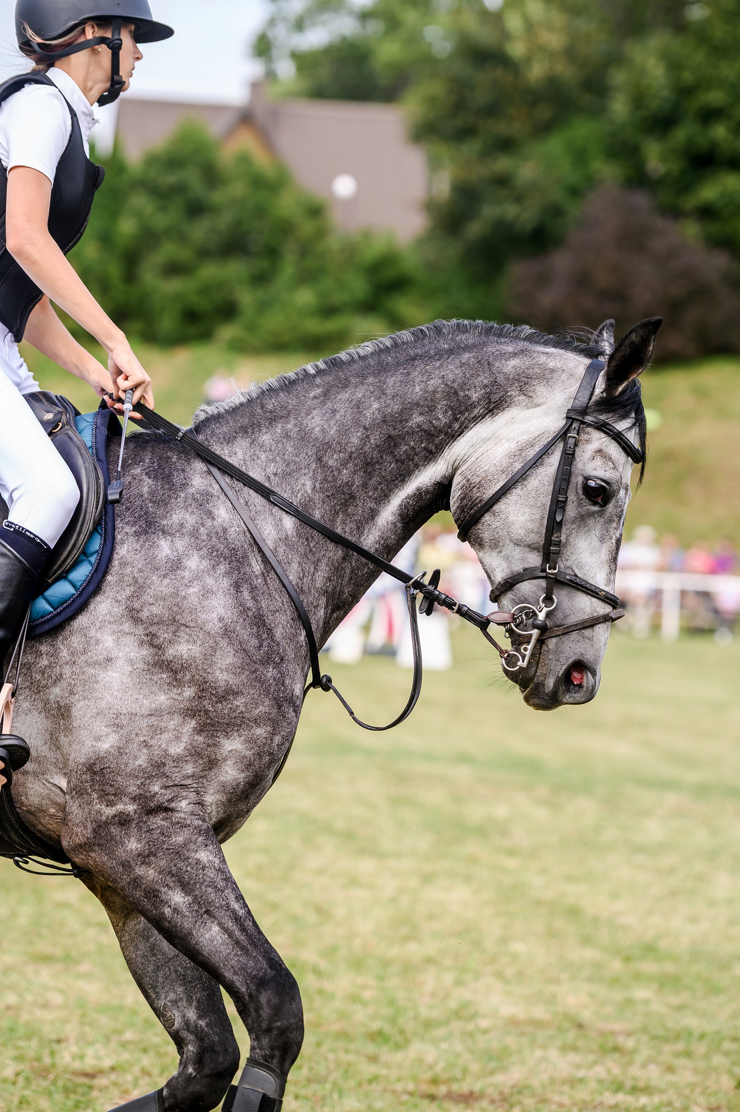 A woman wearing a helmet, riding a gray horse with black mane, reins, and saddle in an outdoor setting with grass and blurred trees.