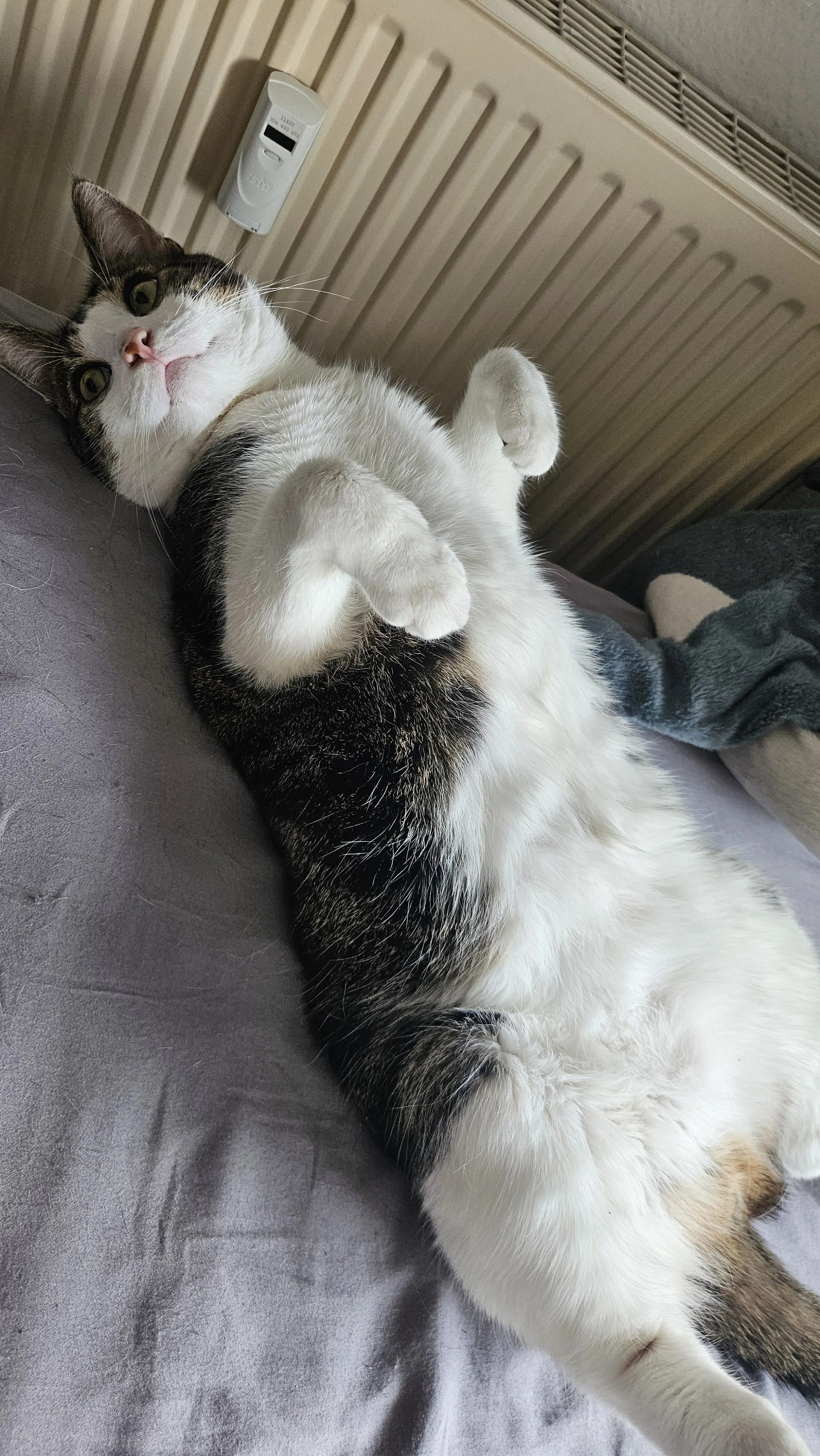 Cat lying on back on bed