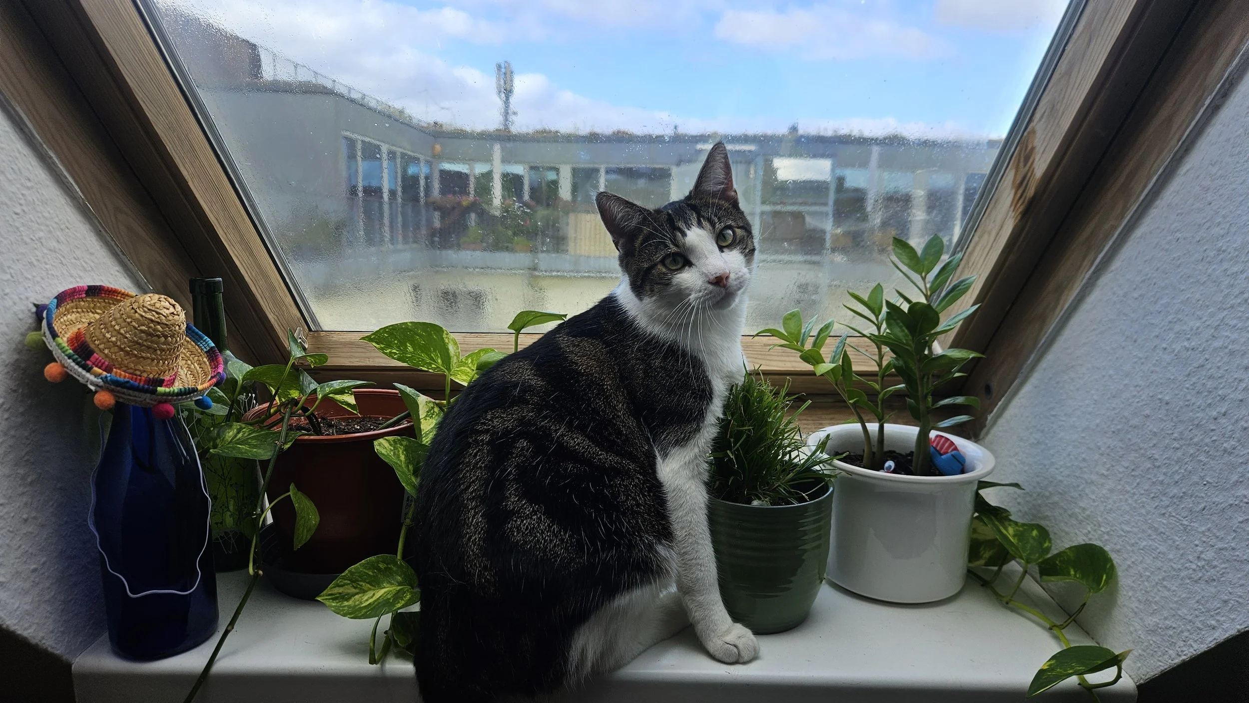 Cat sitting in window with plants