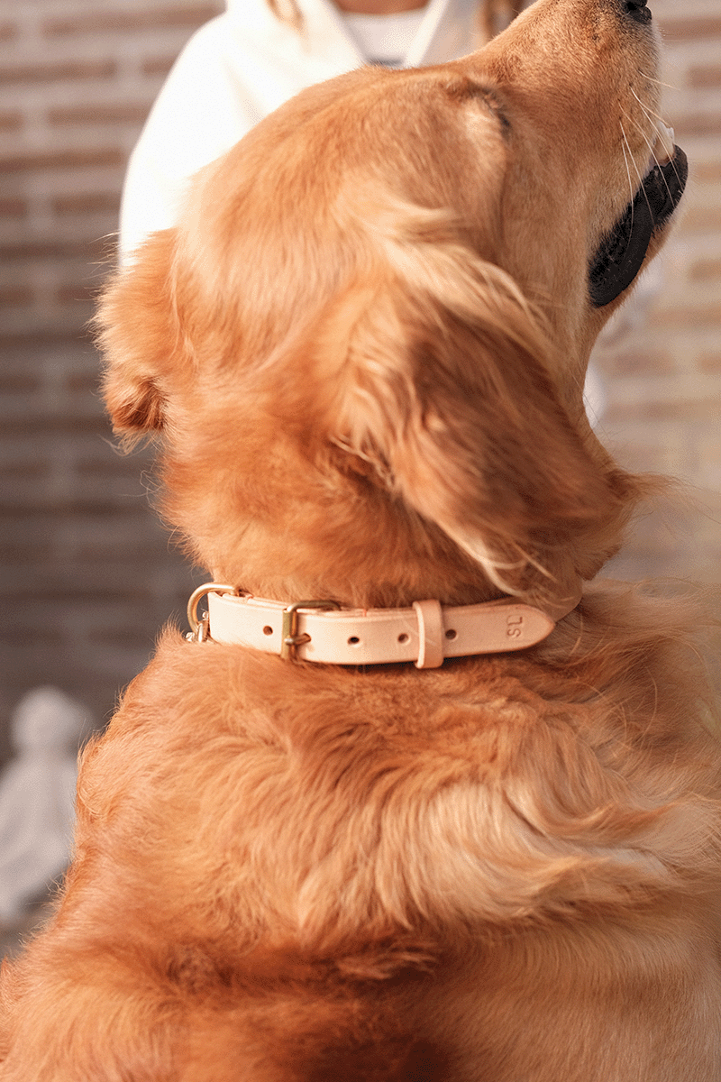 Close-up of a golden retriever with a pink collar, facing away, with a blurred background.