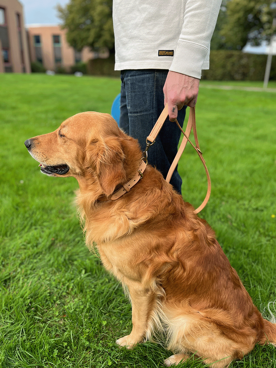 A golden retriever sitting on grass with eyes closed and tongue slightly out, held on a leash by a person wearing a white sweatshirt and jeans, outdoors on a green lawn.