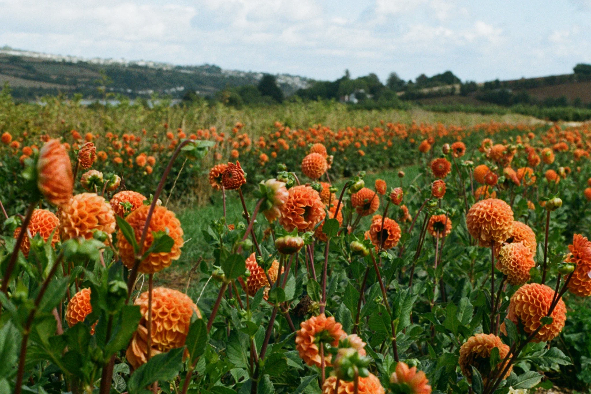 reddahlia.jpg