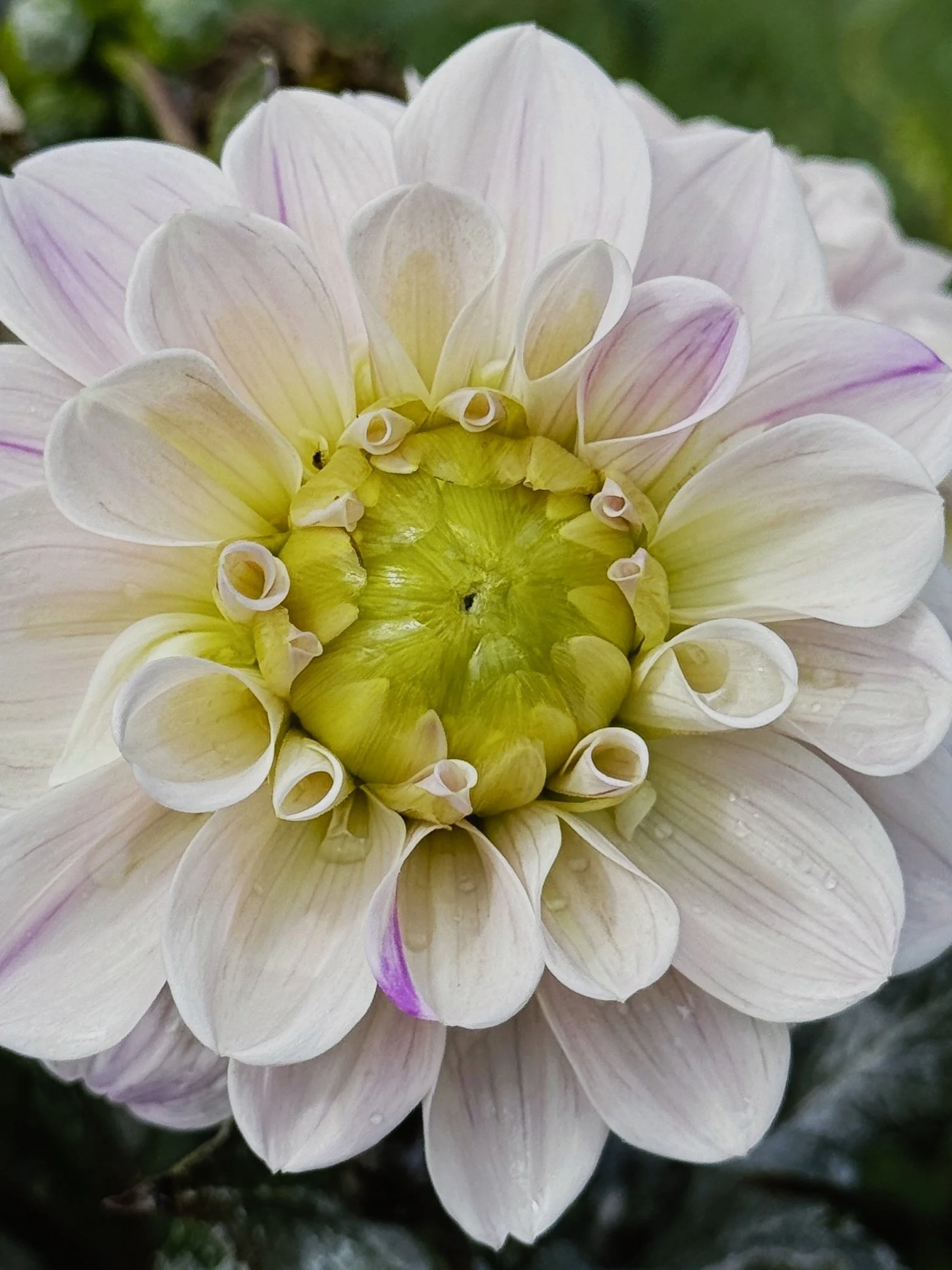 macroflower.jpg